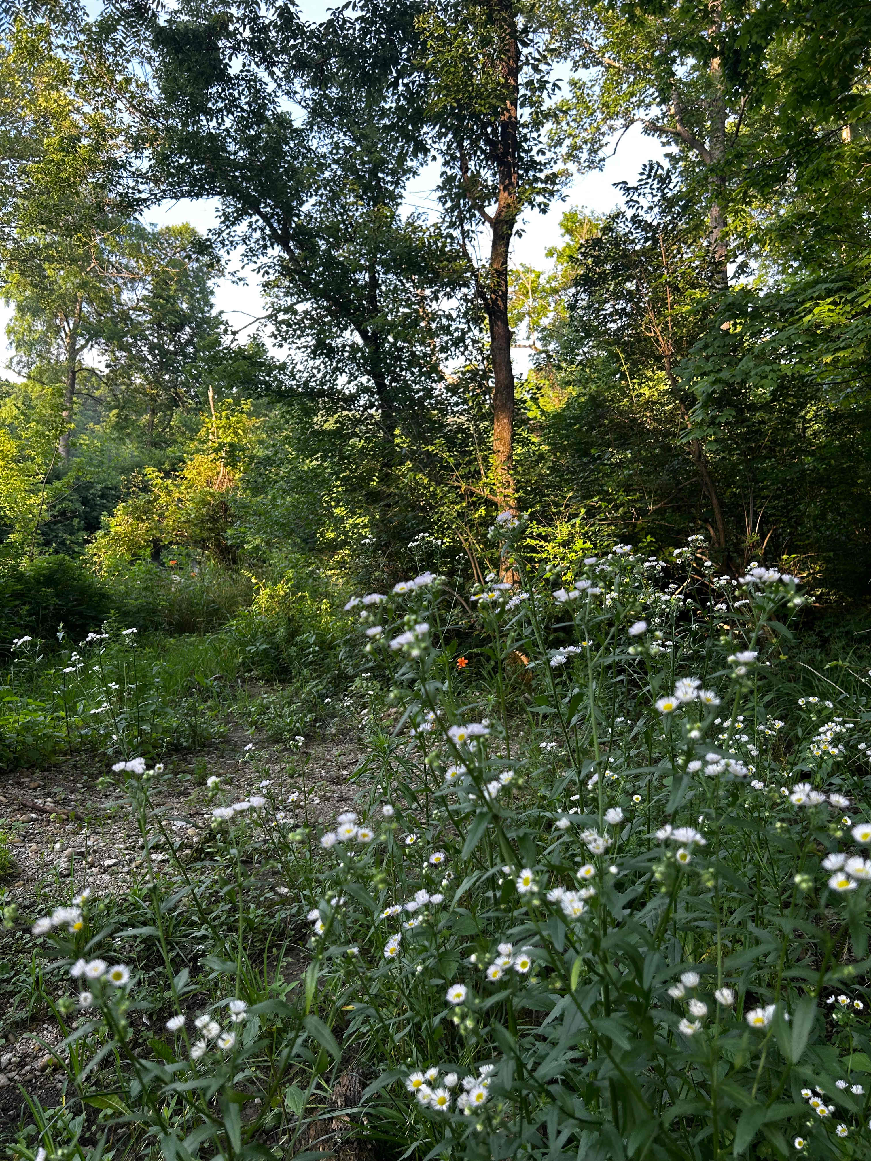 Spot 5