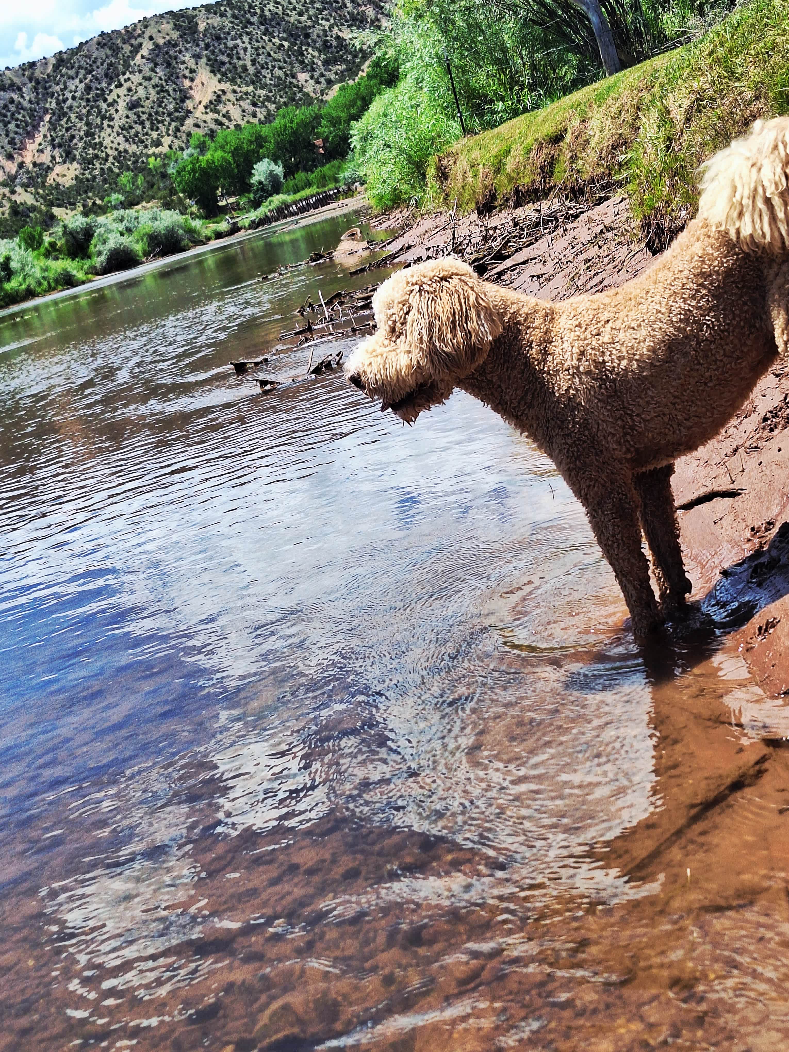 Buddy had a great time!