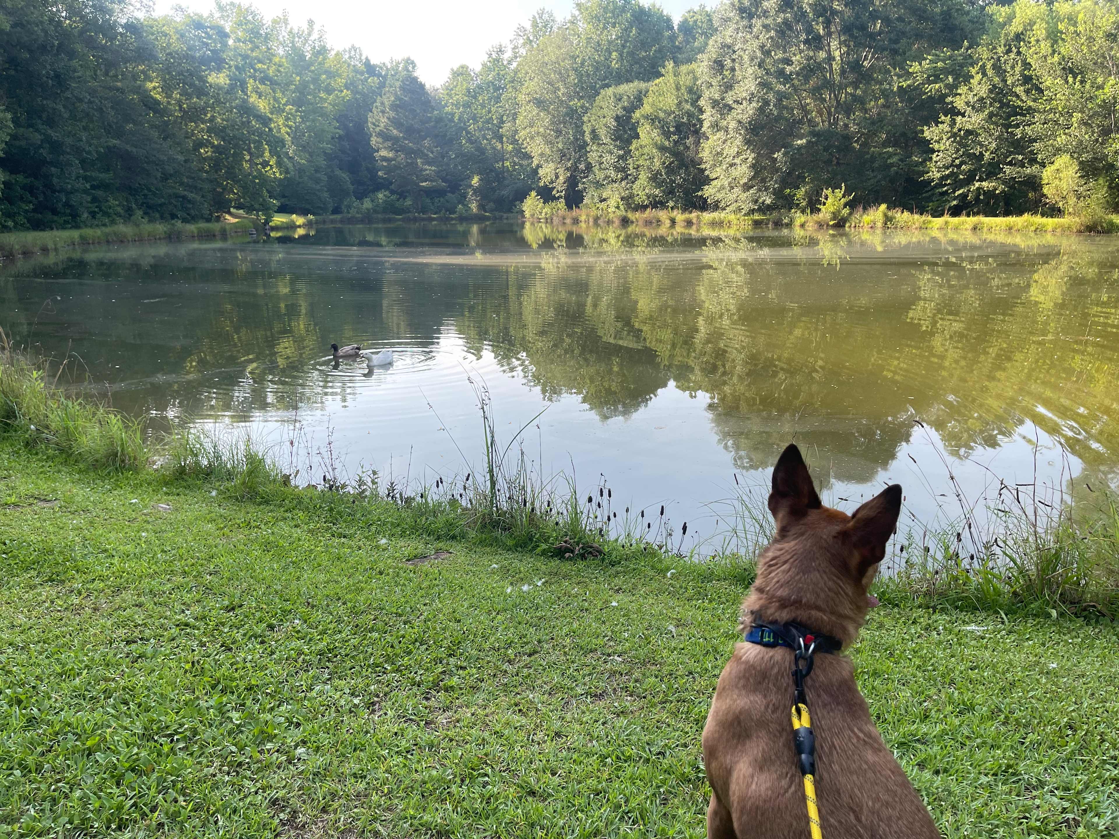 Doug overlooking the large pond and two sweet ducks. 