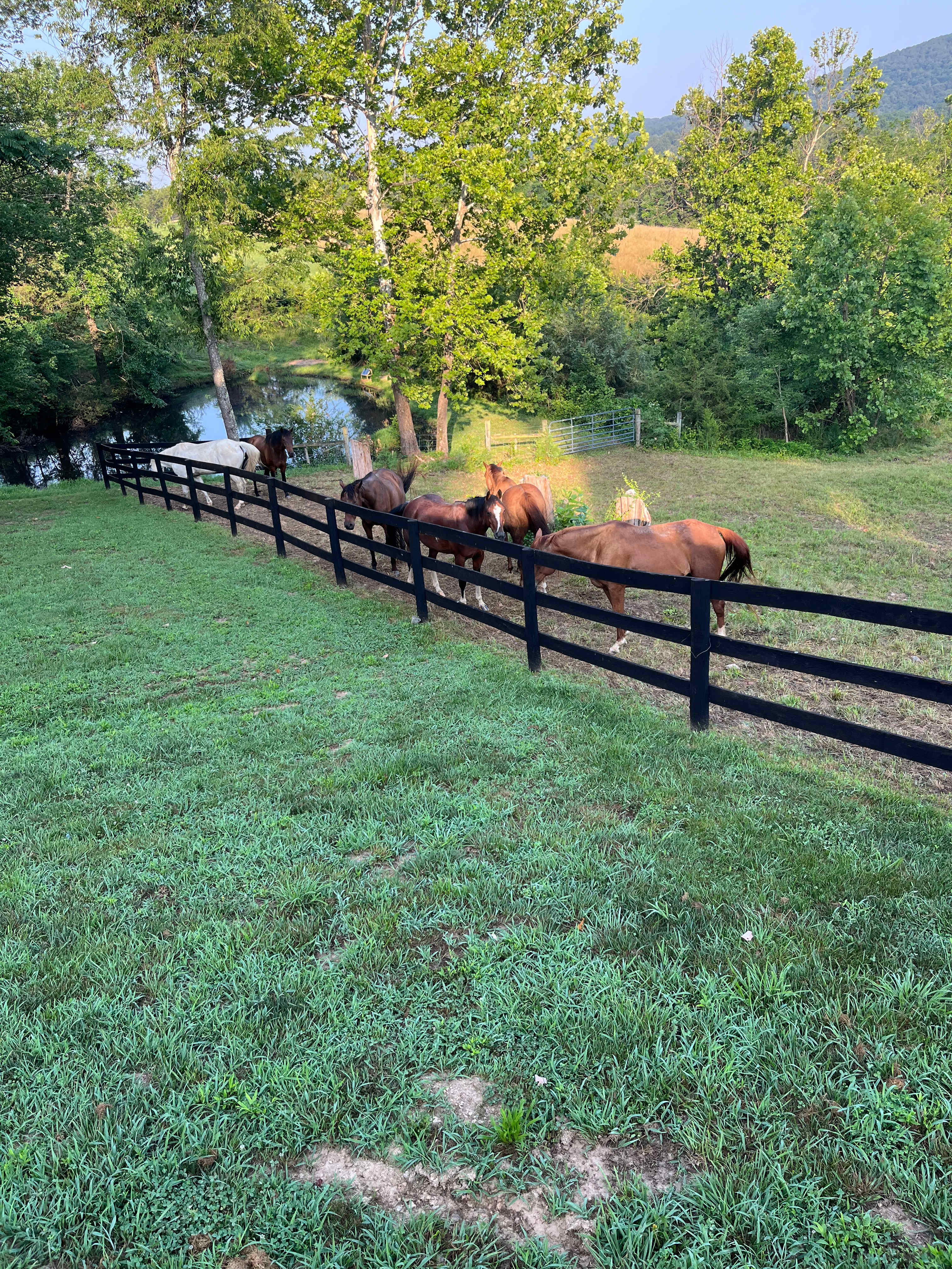 Wolftrap Farm