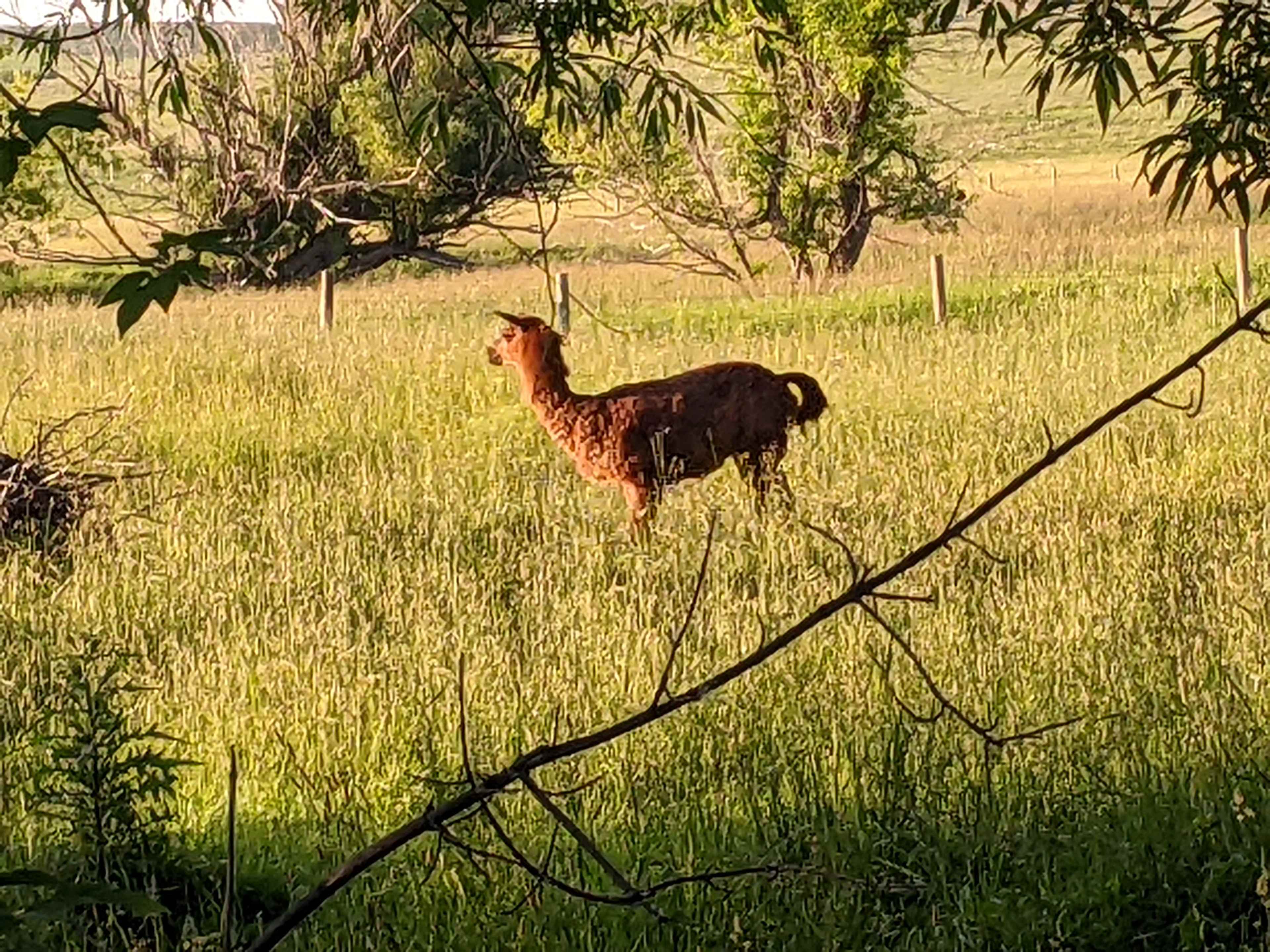 Little Bit Acres