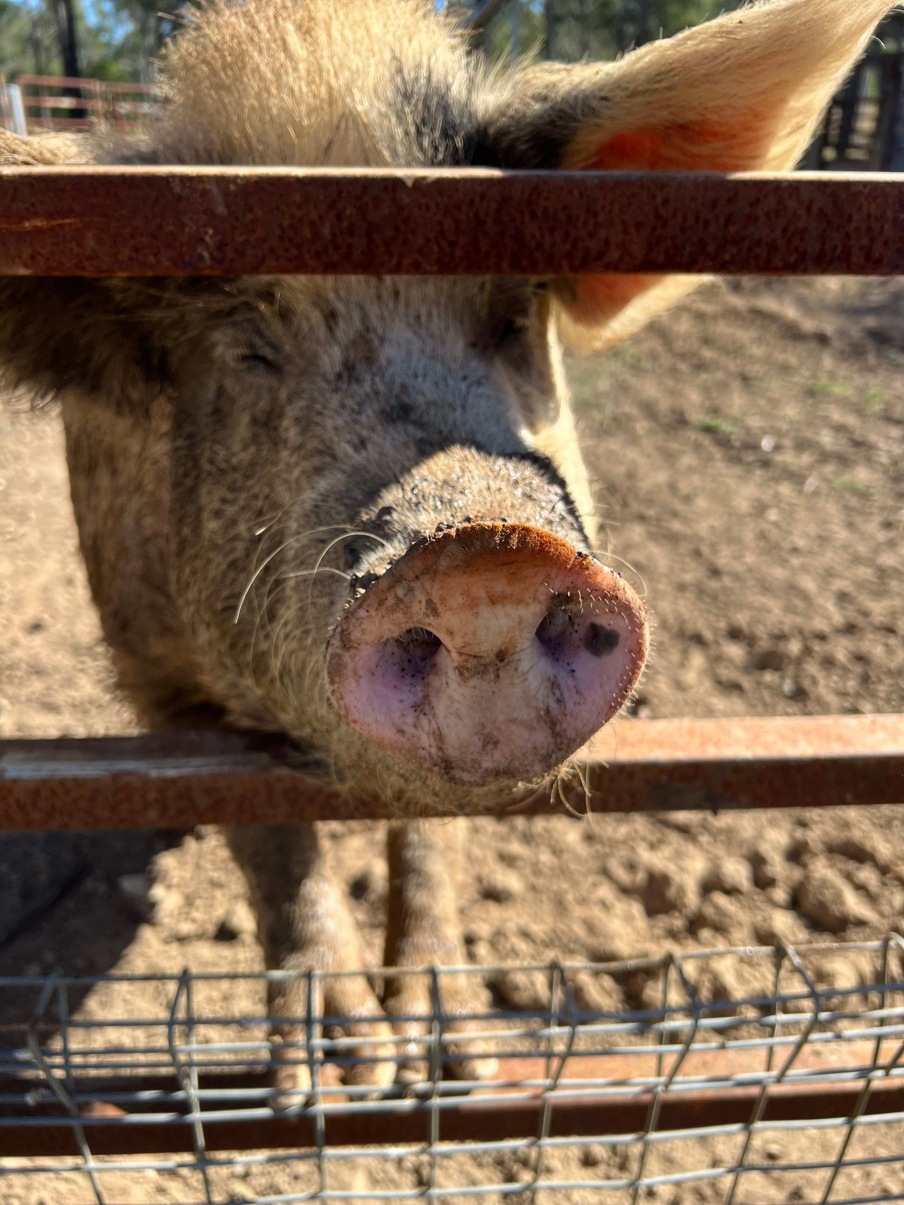 JJJ'S Ranch Farm Stay,South Kolan Q