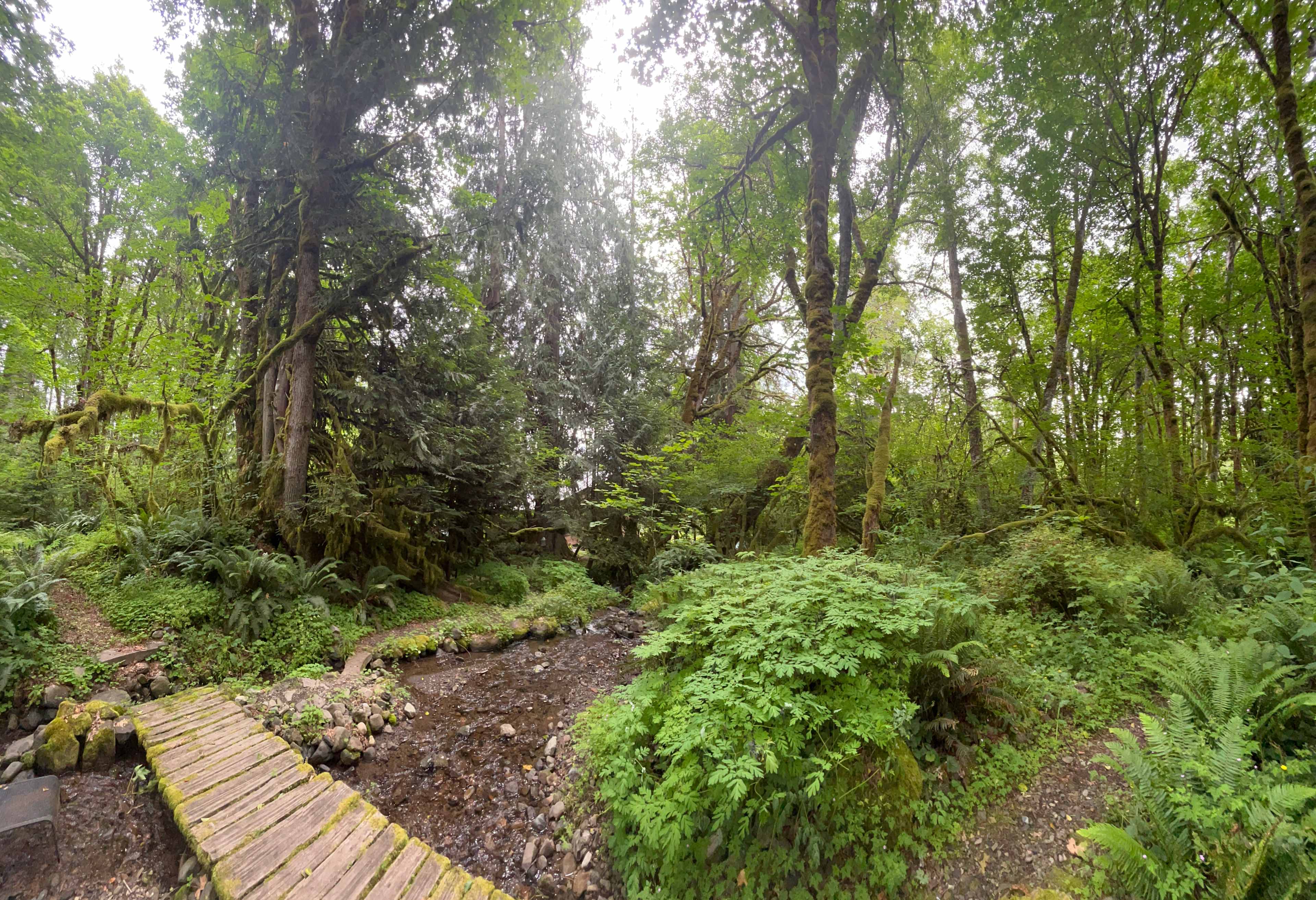 The Enchanted Forest