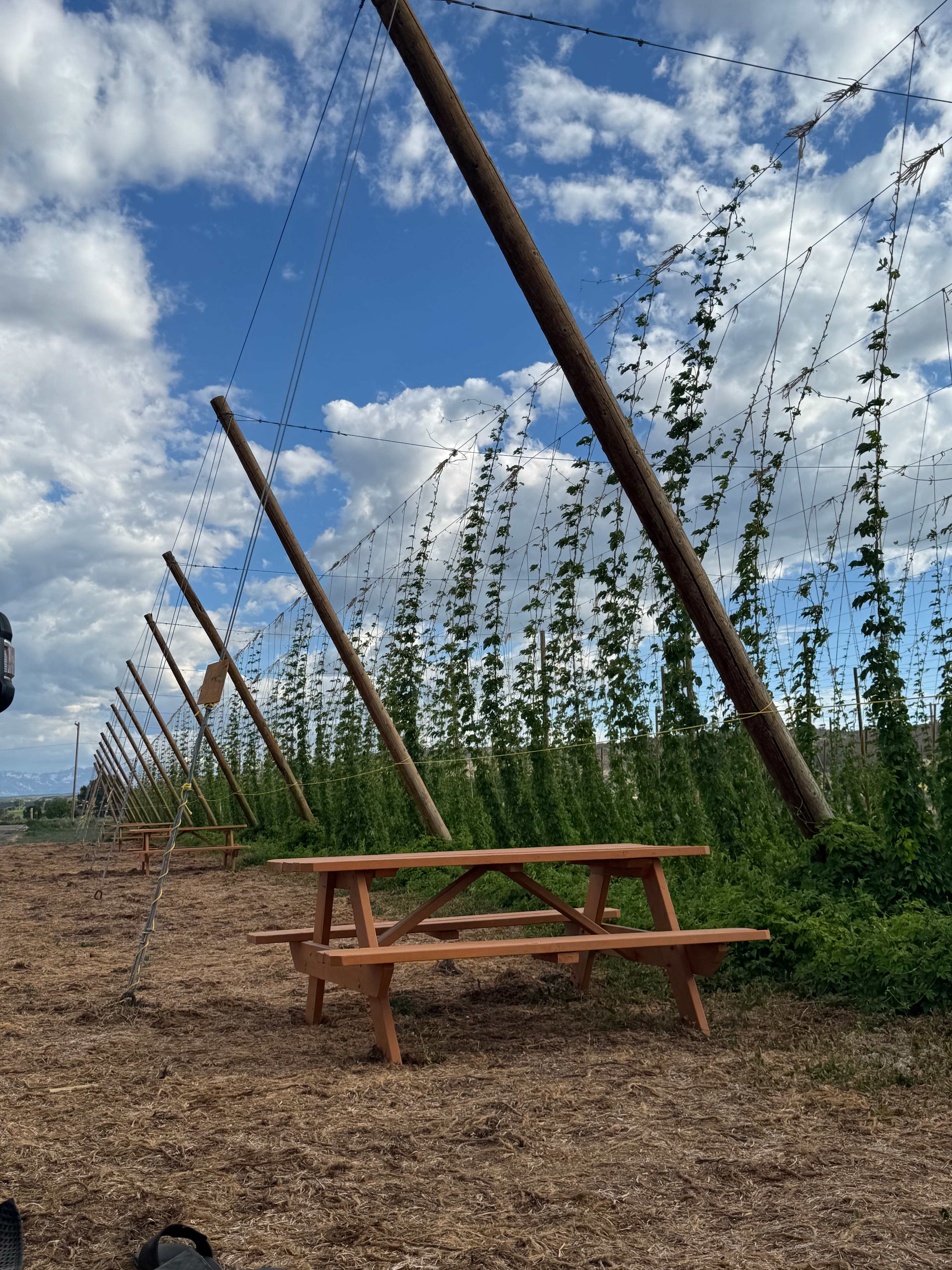 Down at the Hop Yard Camping