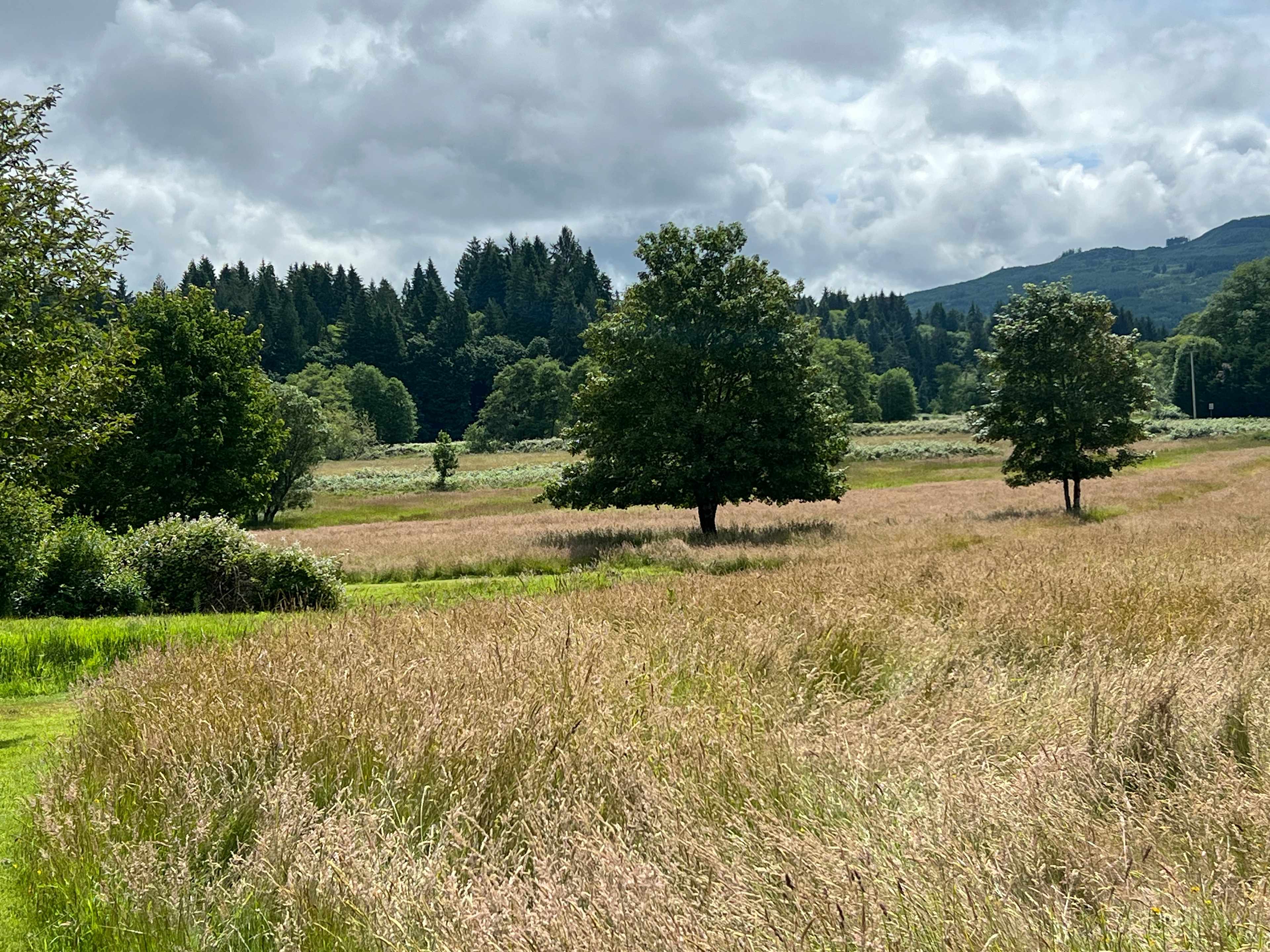 “Picknick” tree