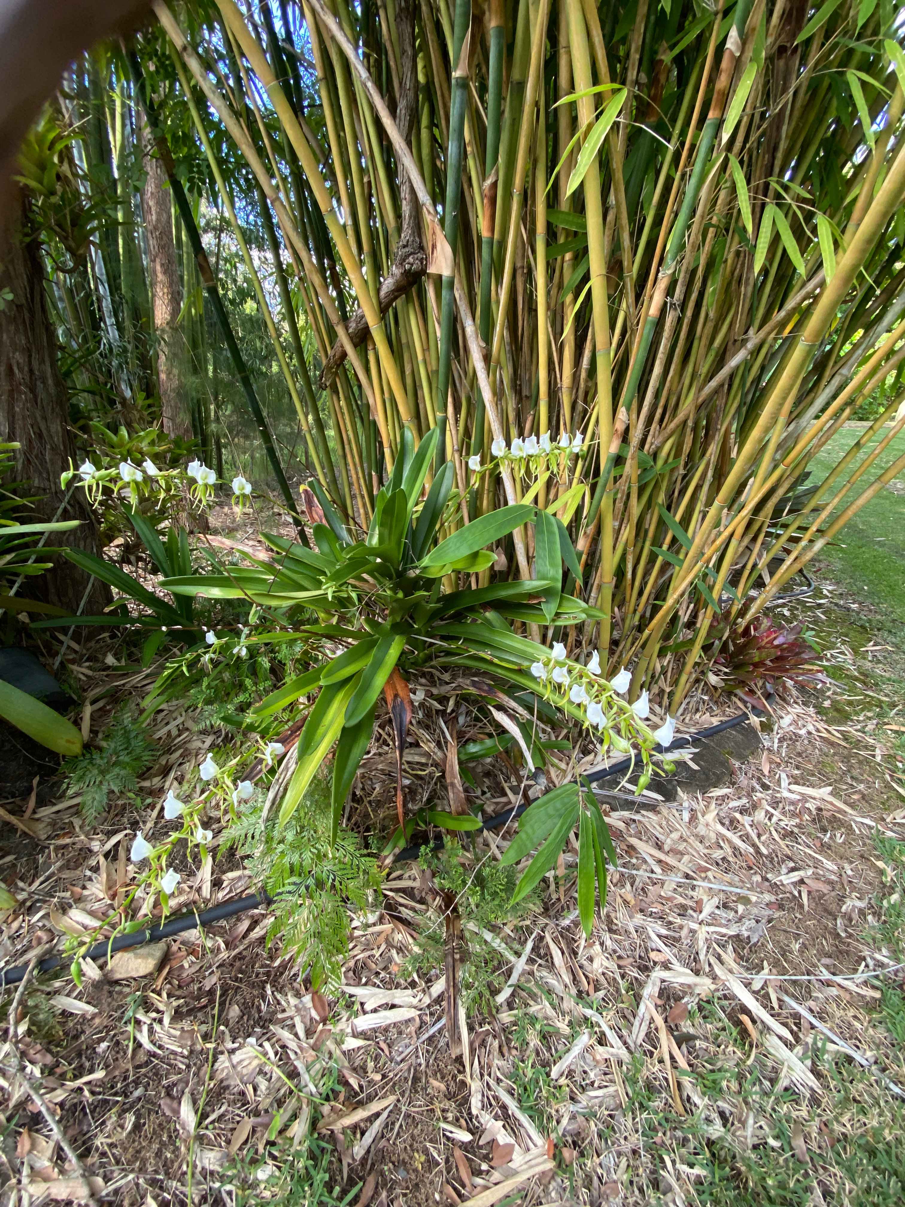 King Parrot Camping