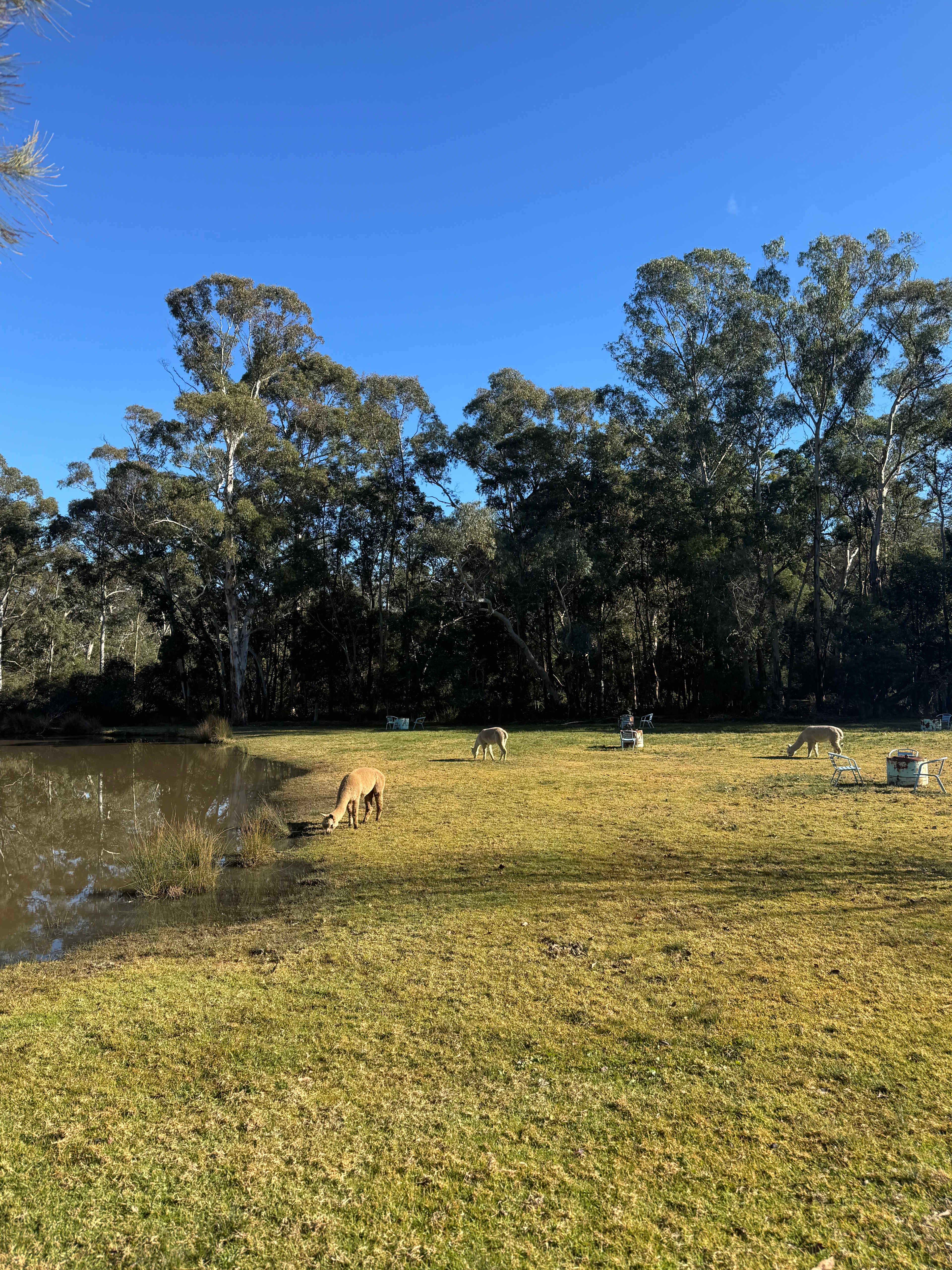Megalong Valley Farm