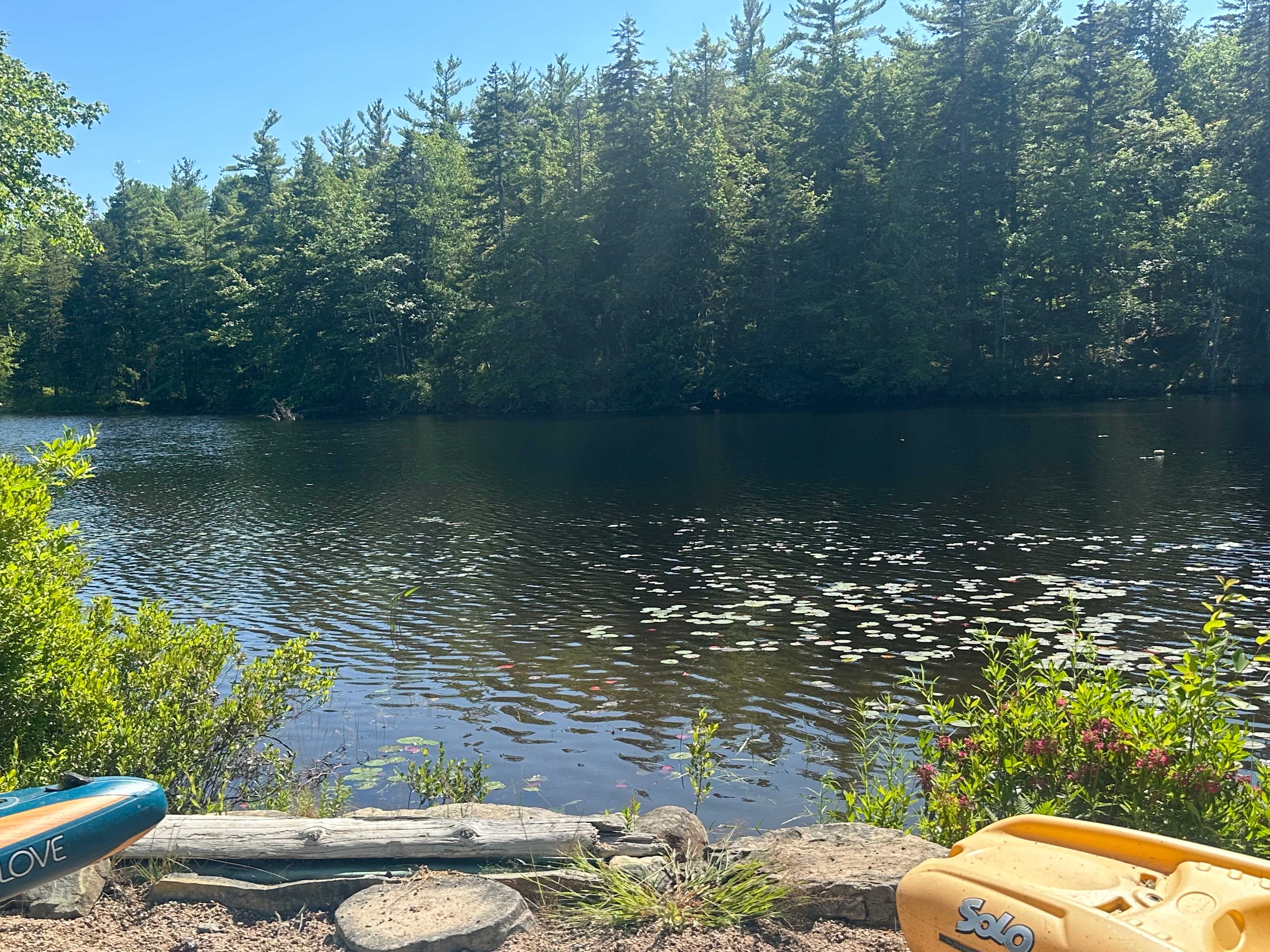 Dragonfly Lake Serenity