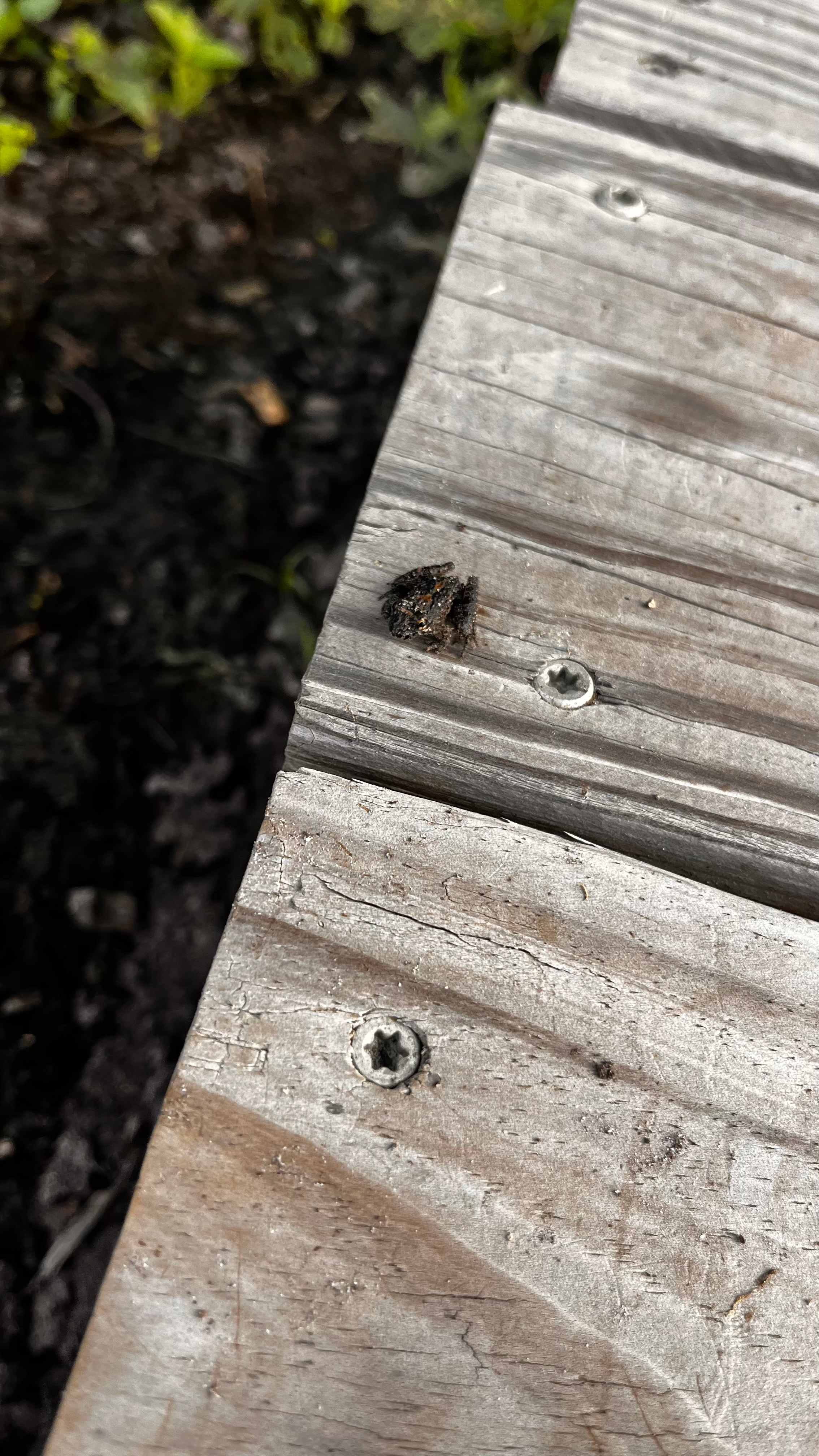 Teeny tiny frog 🐸 