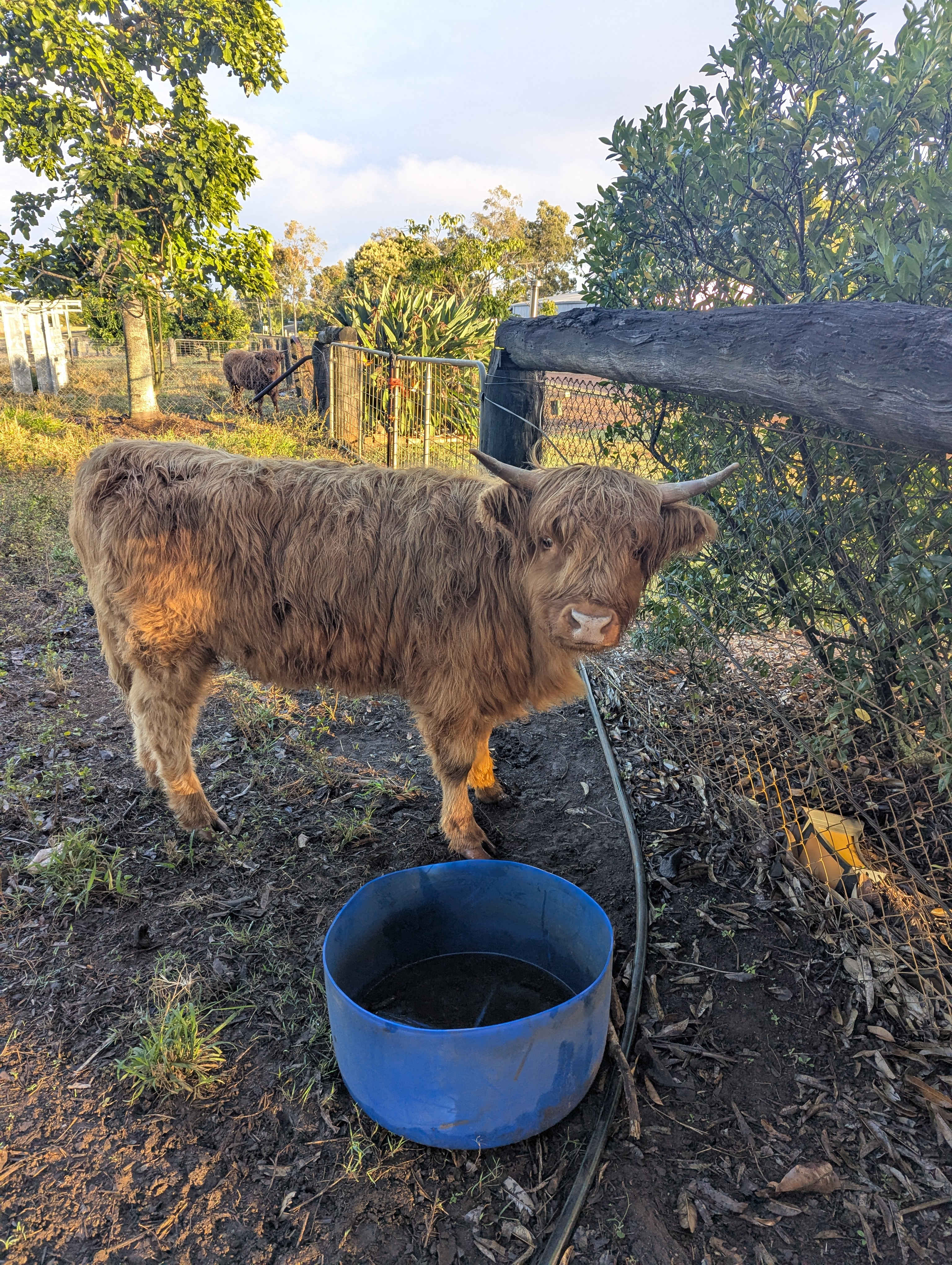 Sunrise Quarter Horse Stud