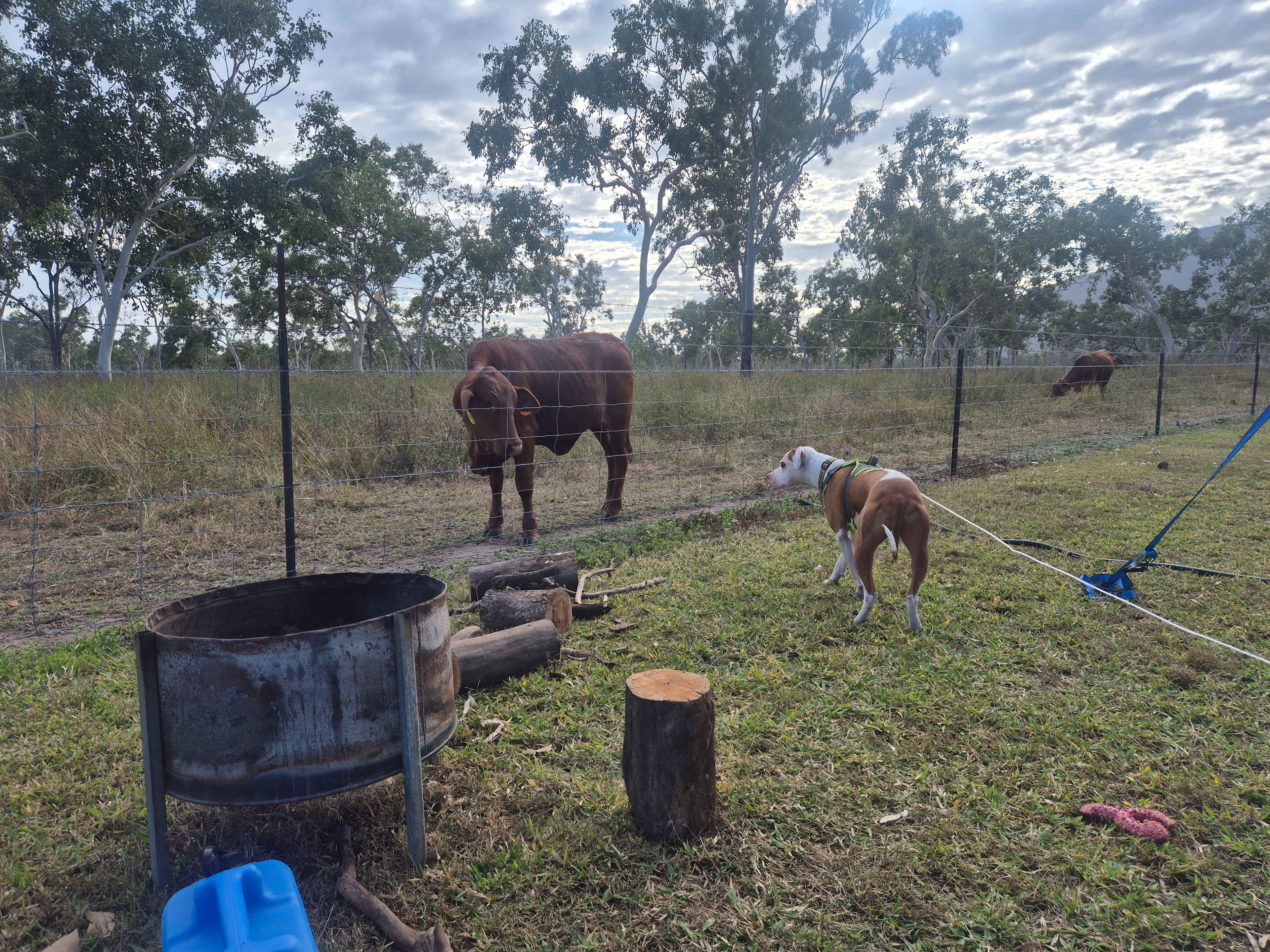 Mountview Farm Stay and Poodles