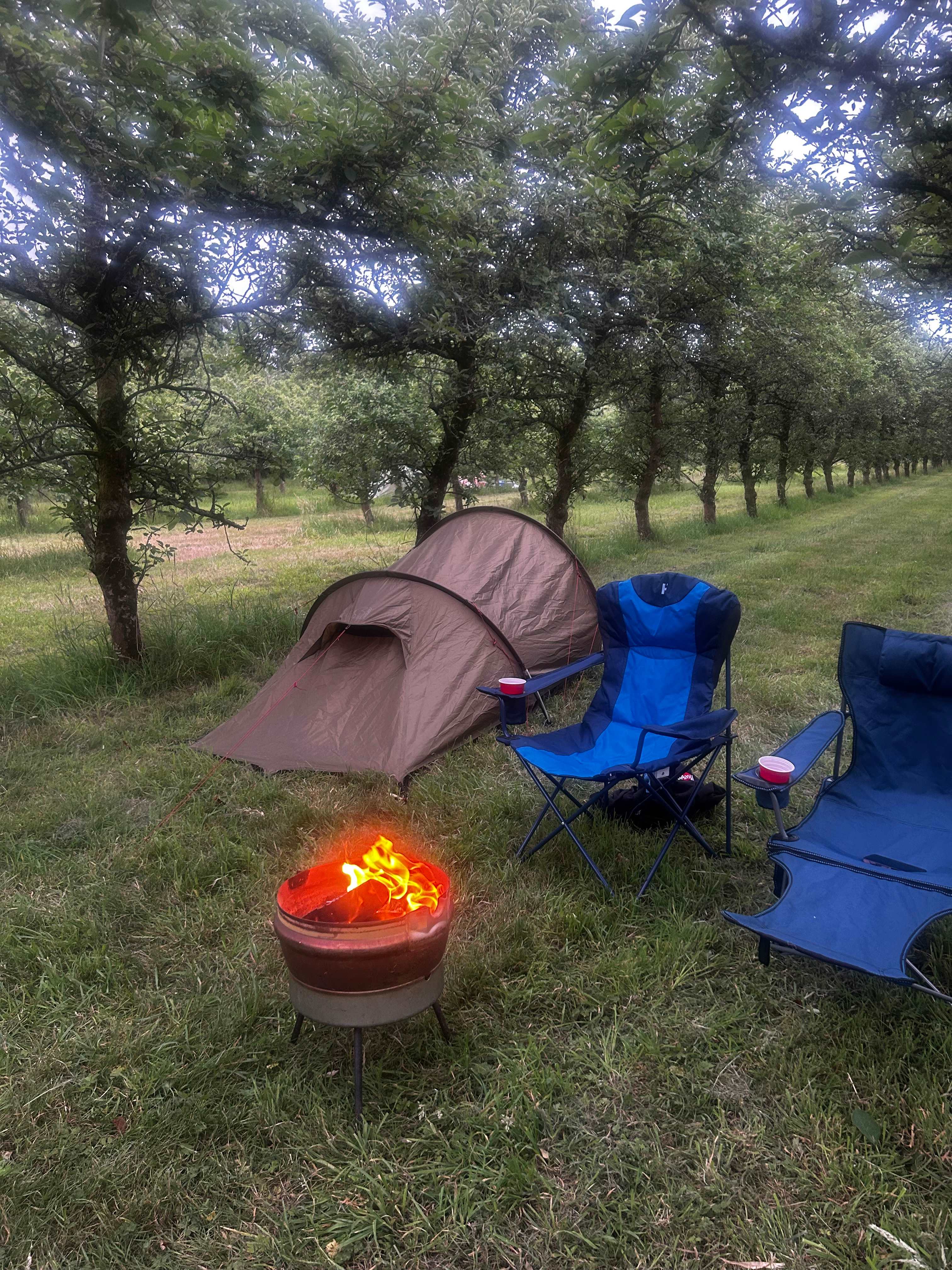 Cider Farm Orchard Campsite