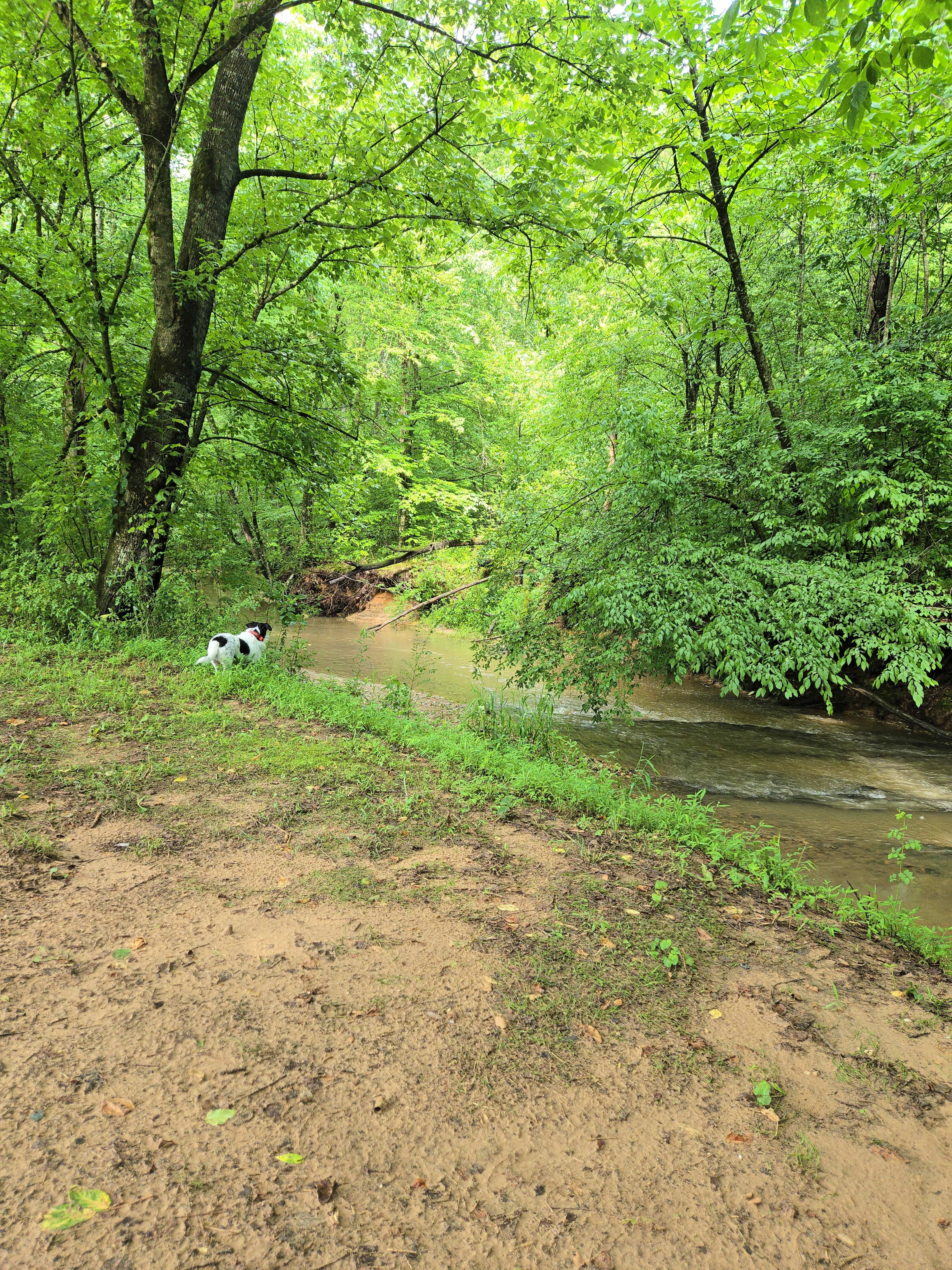 The babbling creek