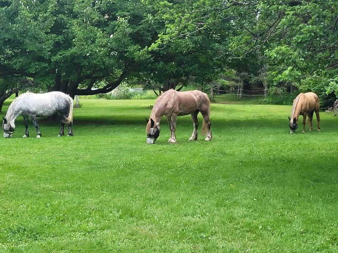 Escape Spear Farmily Retreat
