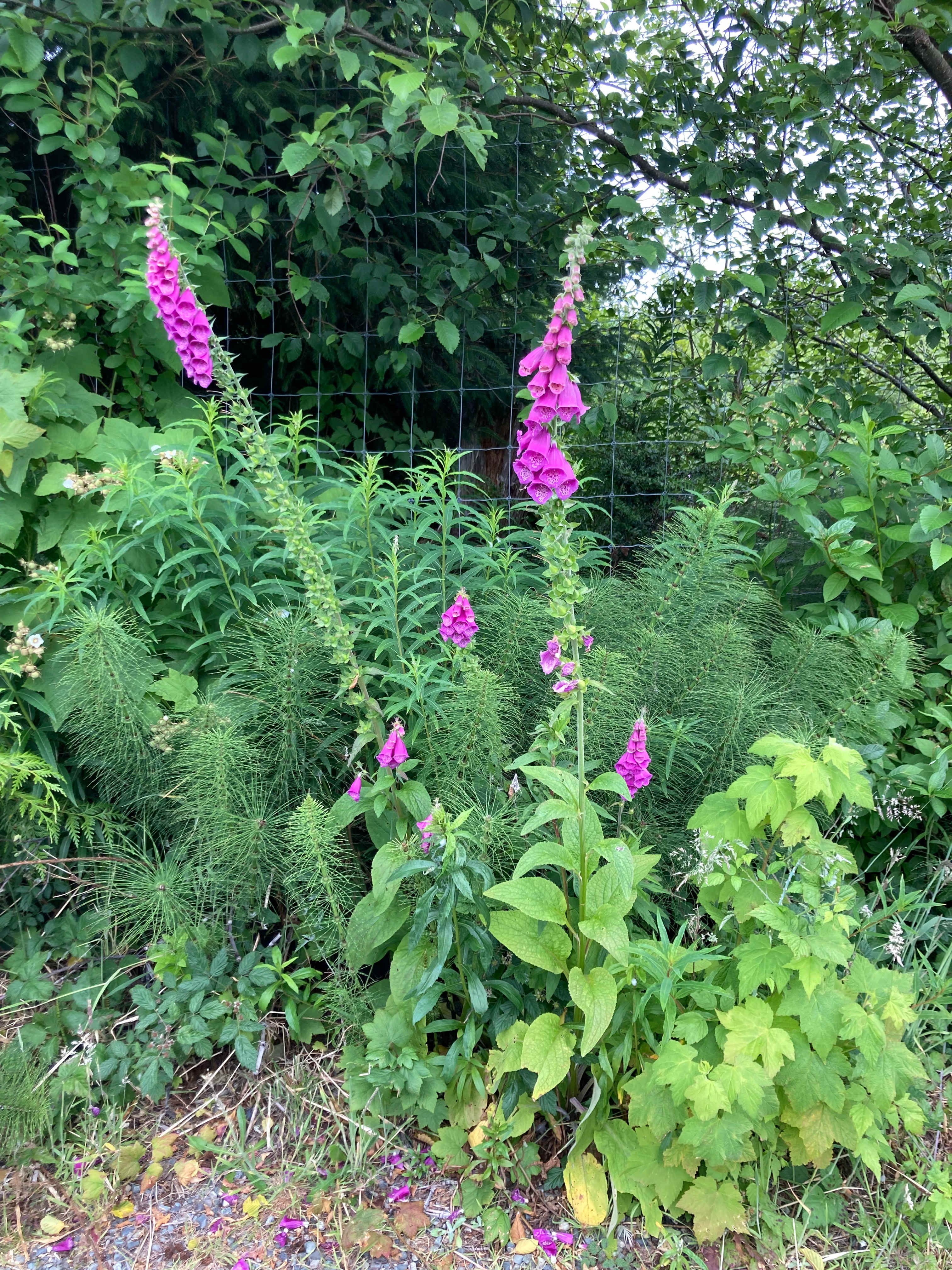 Sea Change Farm and Nursery
