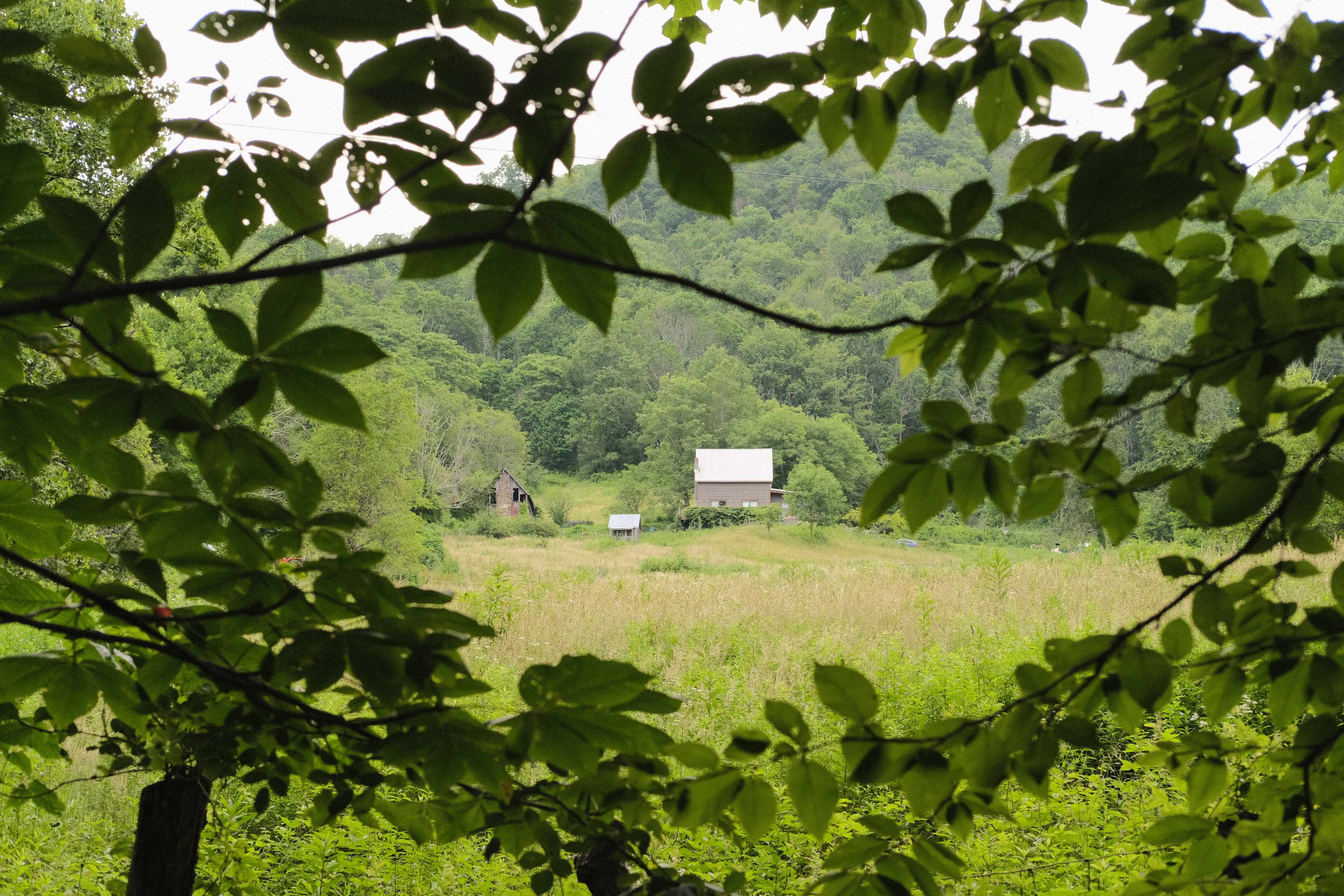 View from the yard
