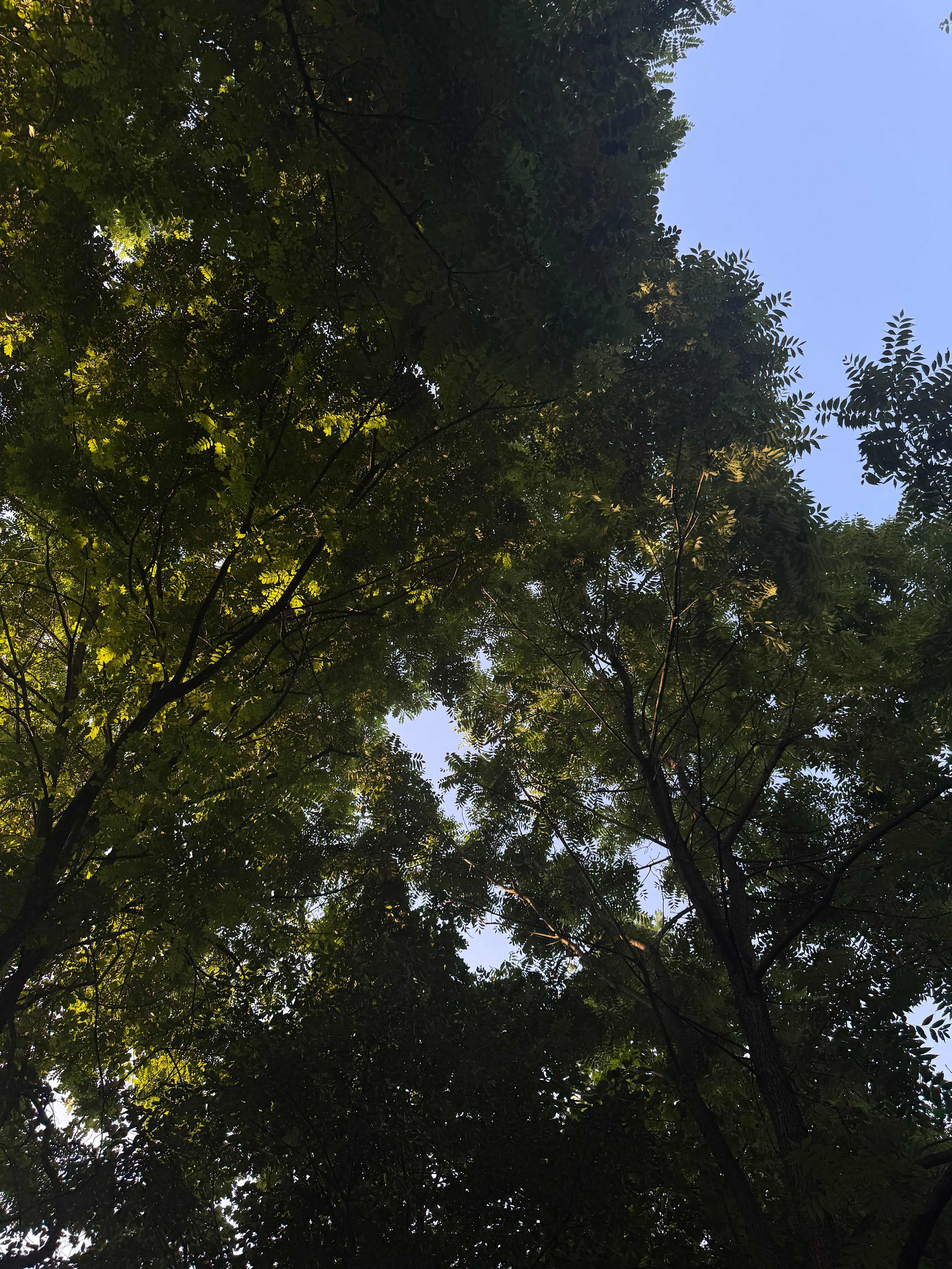Shady Retreat