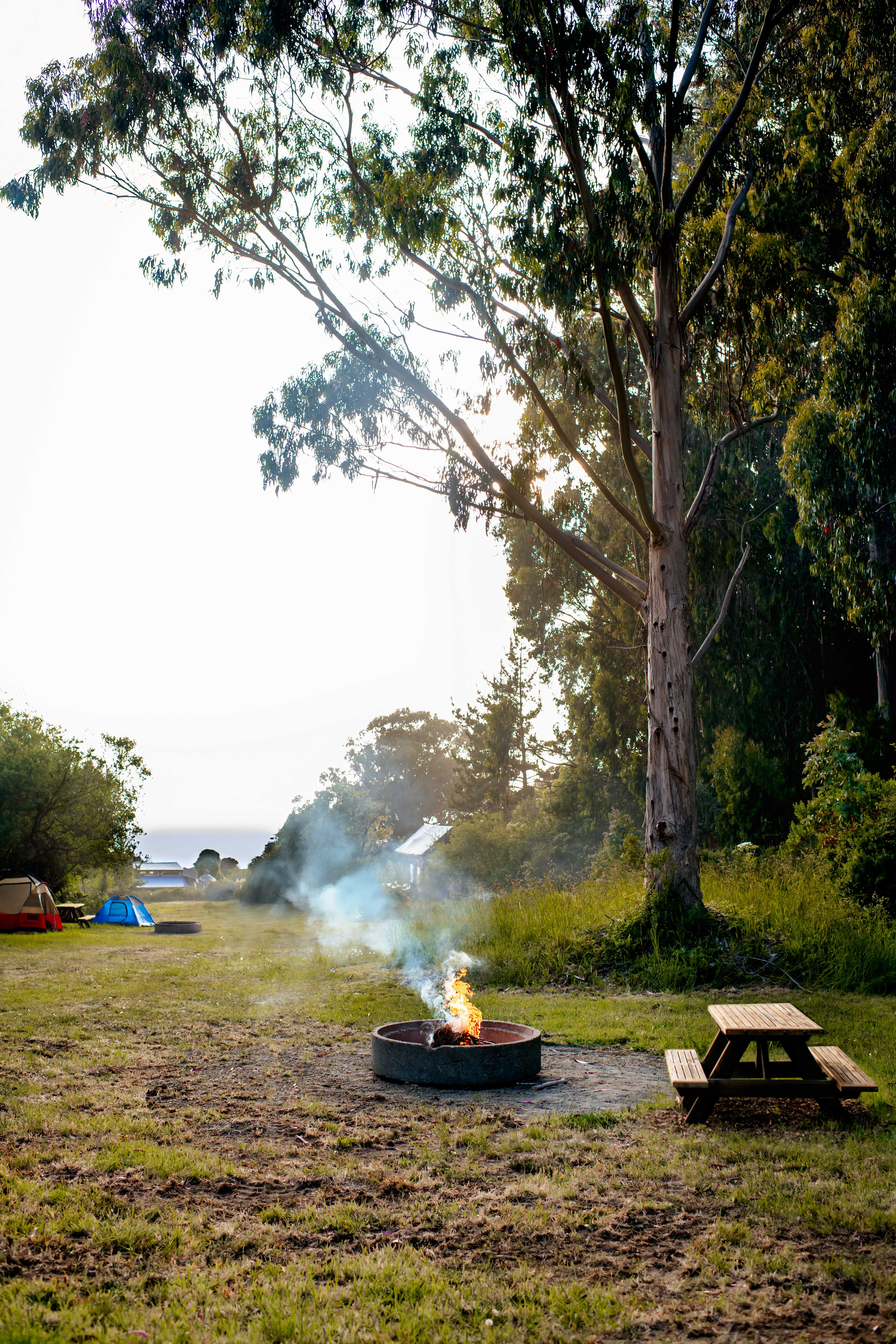 Eucalyptus Site Table and Fire Pit
