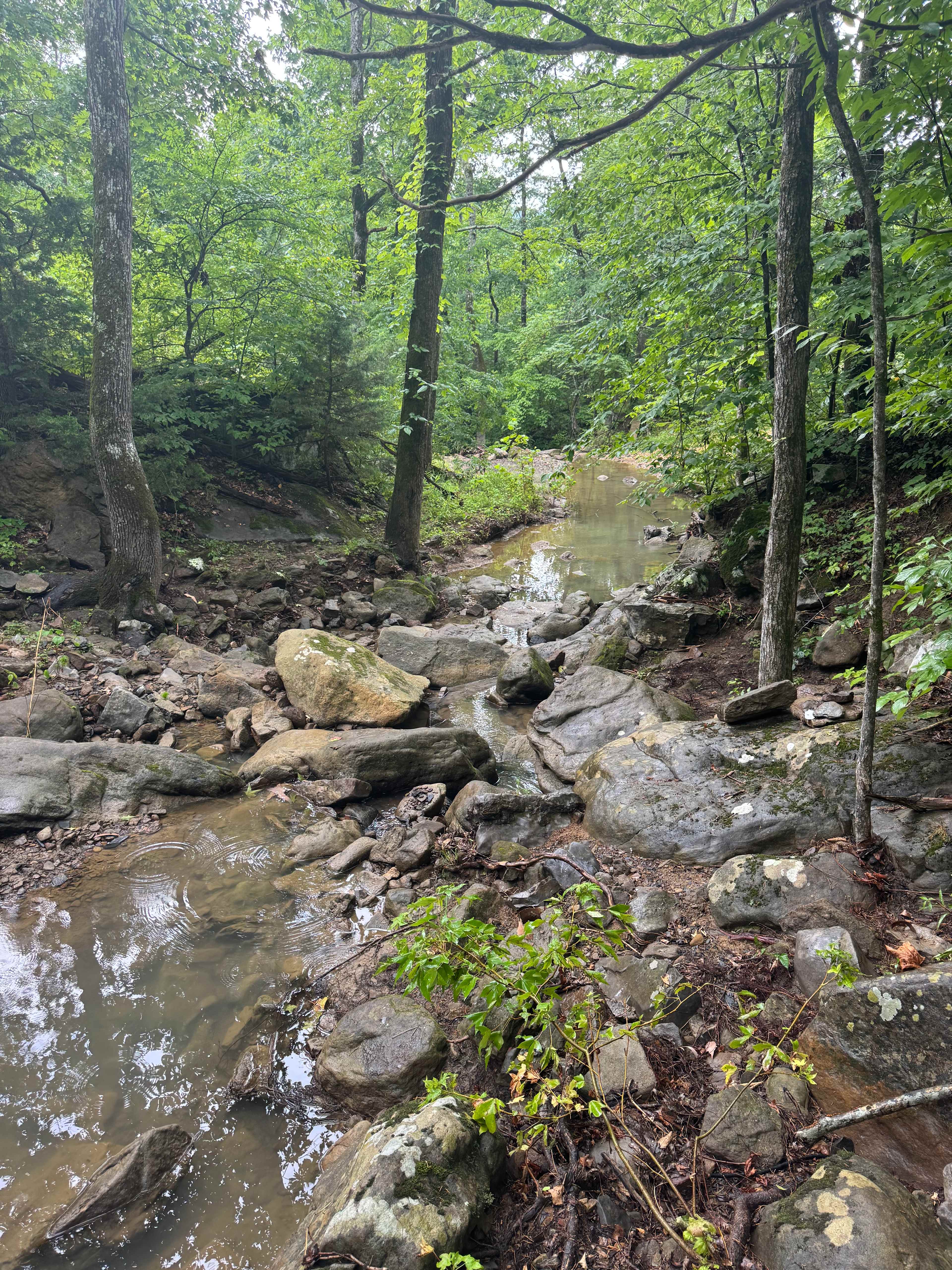 the creek! It was beautiful, clear, and cool in the summer heat! 