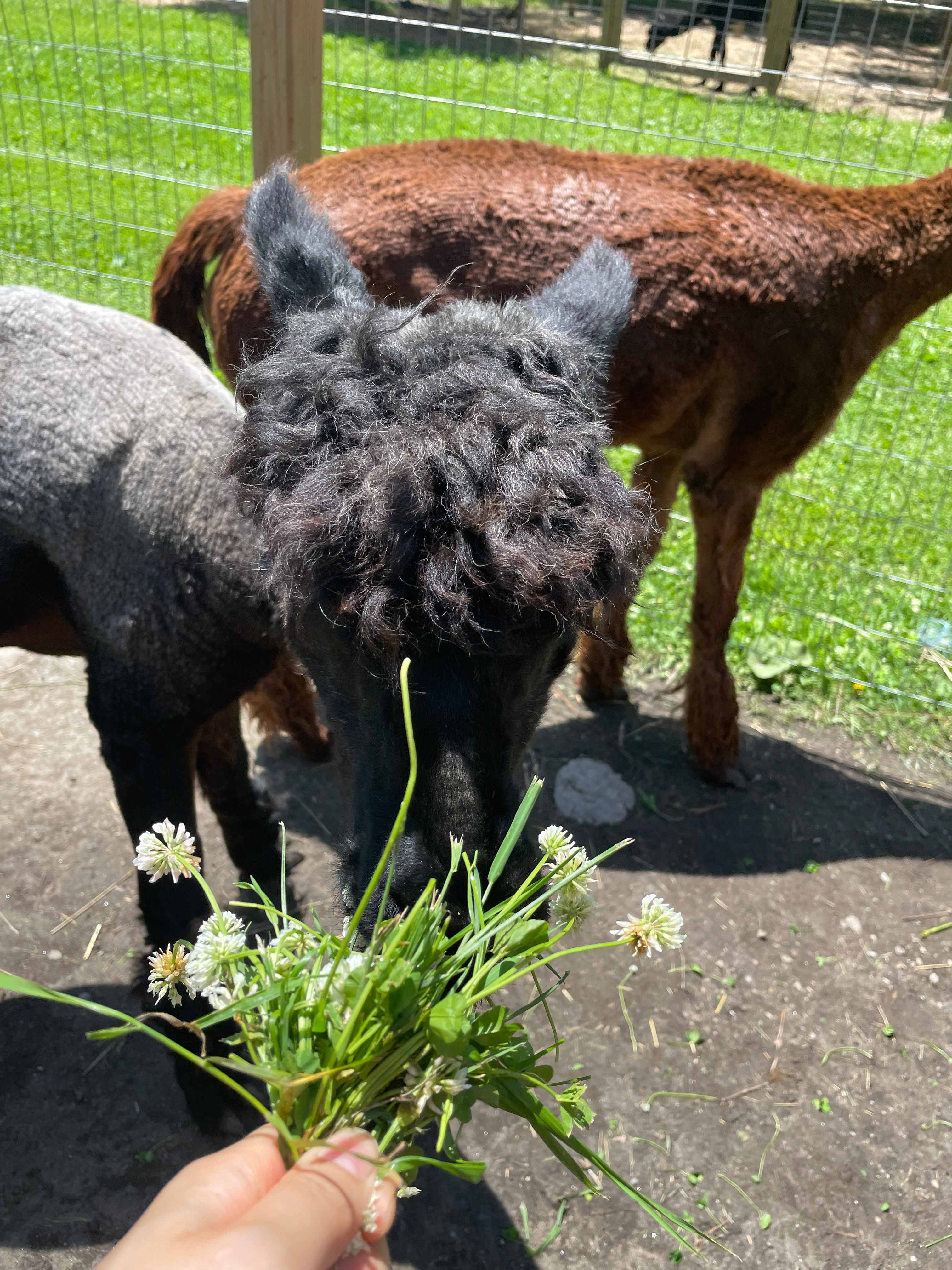 Sturgeon Mountain Lodge