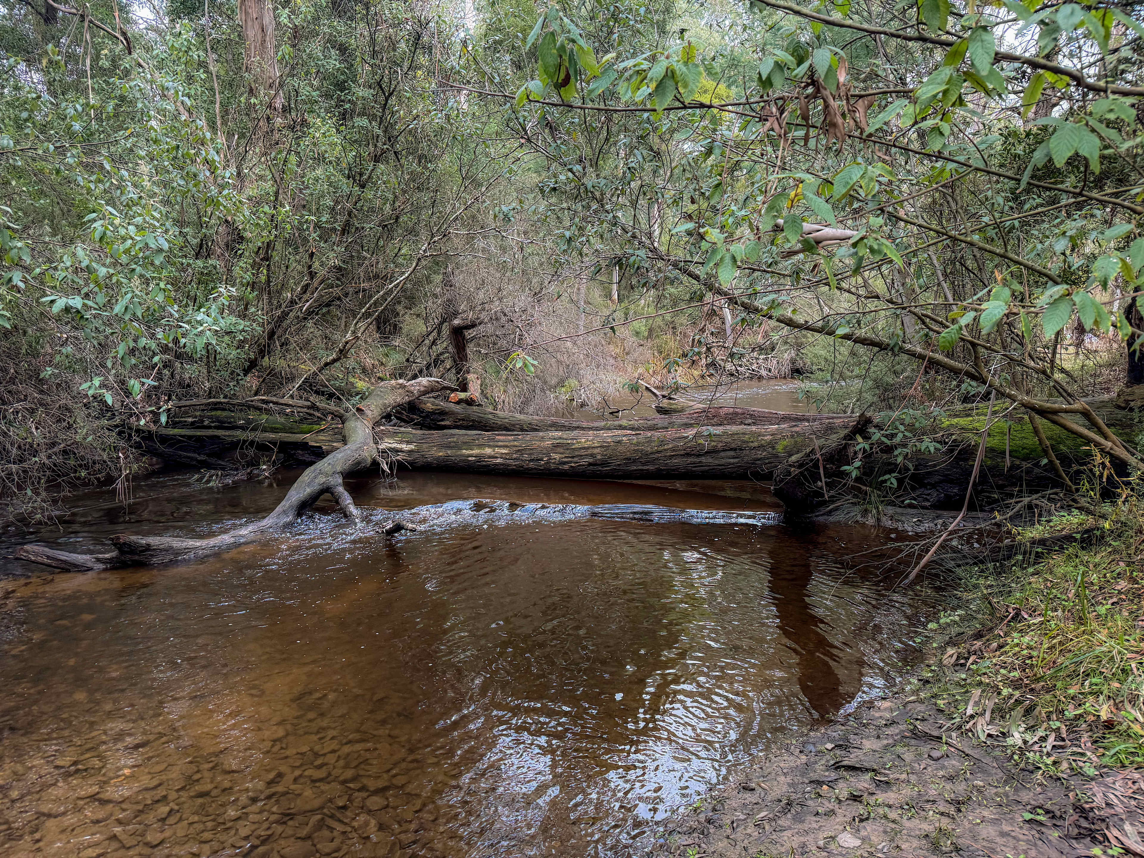 The Fern Glade
