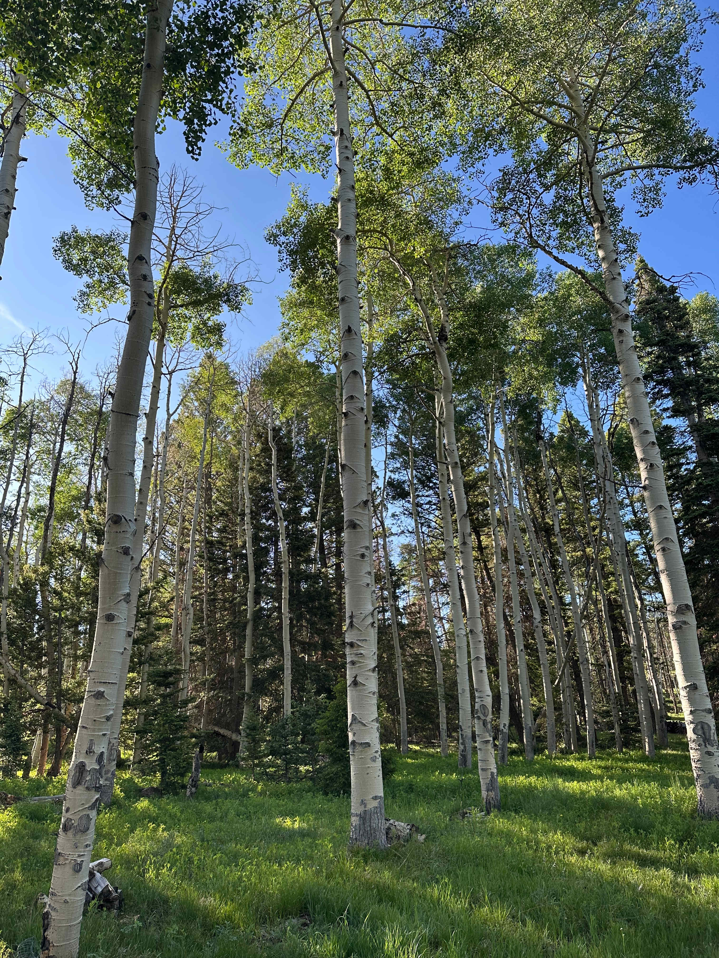 Darbywoods RV Mountain Lot
