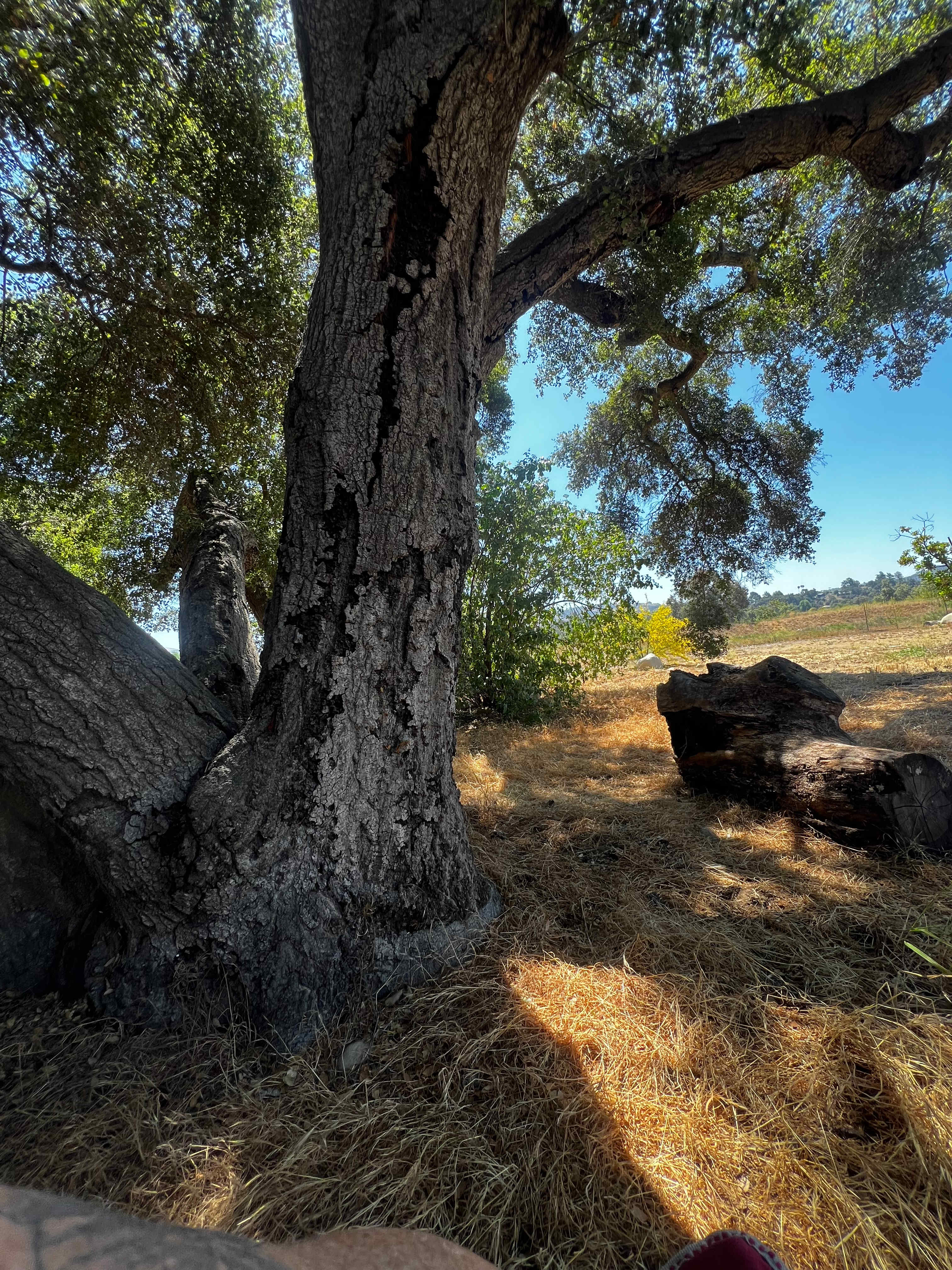 Arber-Moore's Ranch