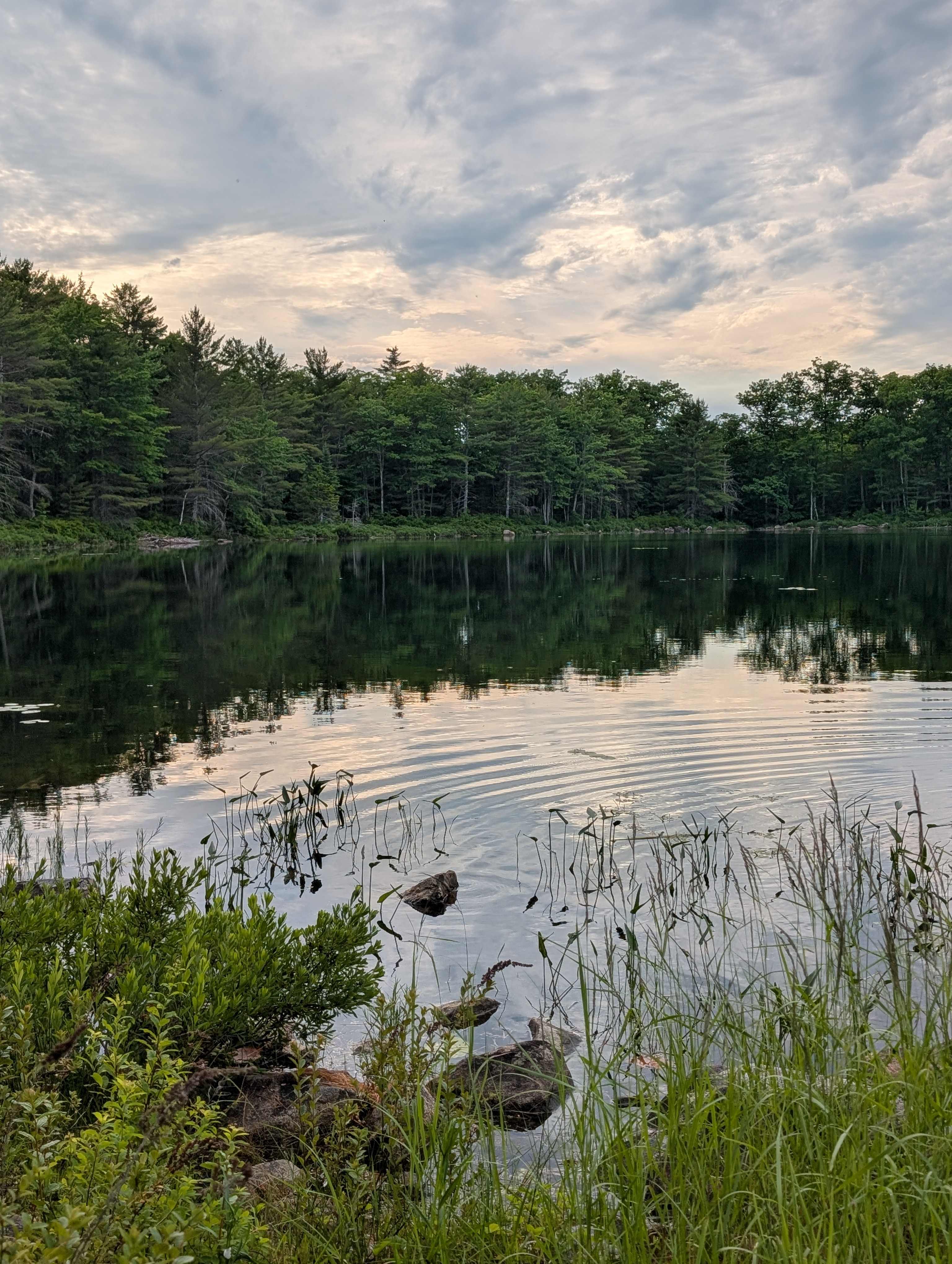 The Lonely Loon