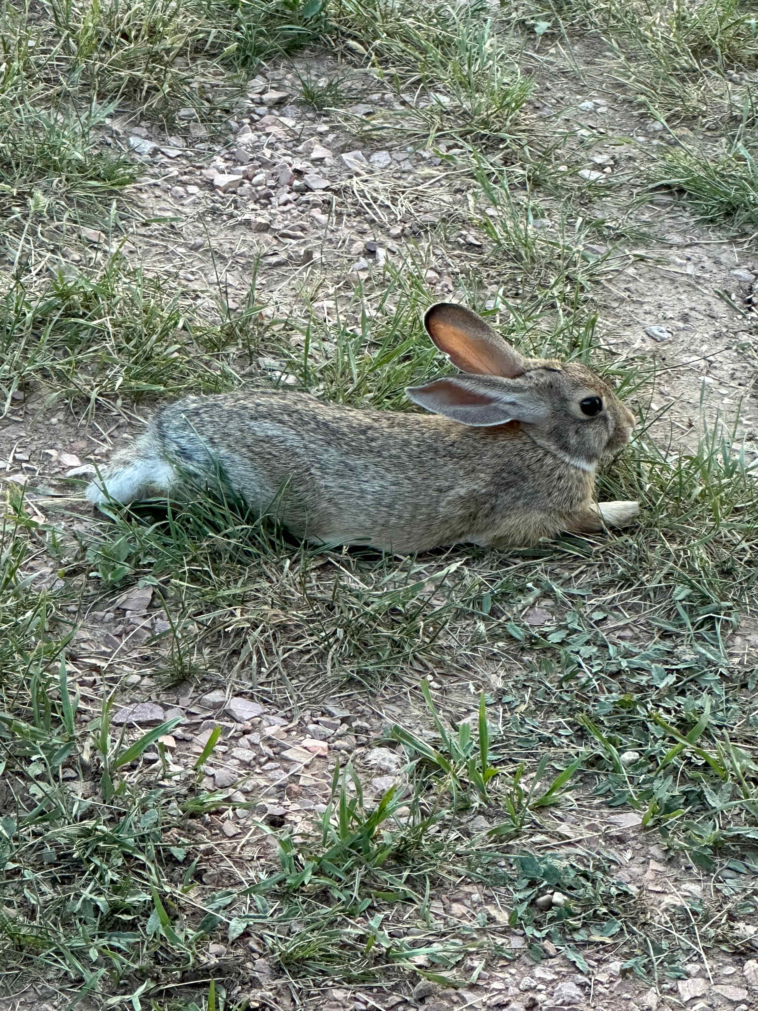Sweet bunnies