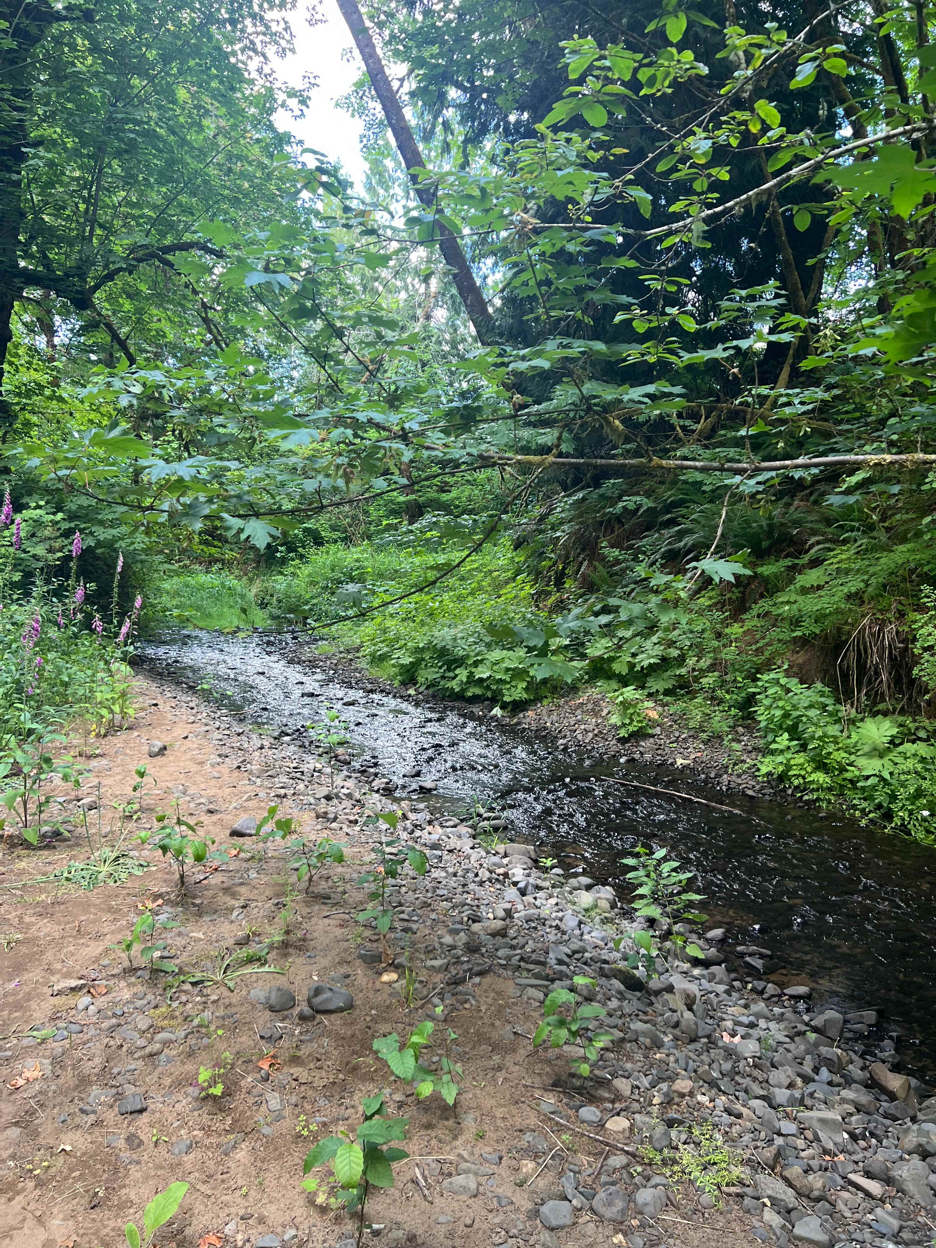 RV+ Rainbow Falls / Willapa Trails