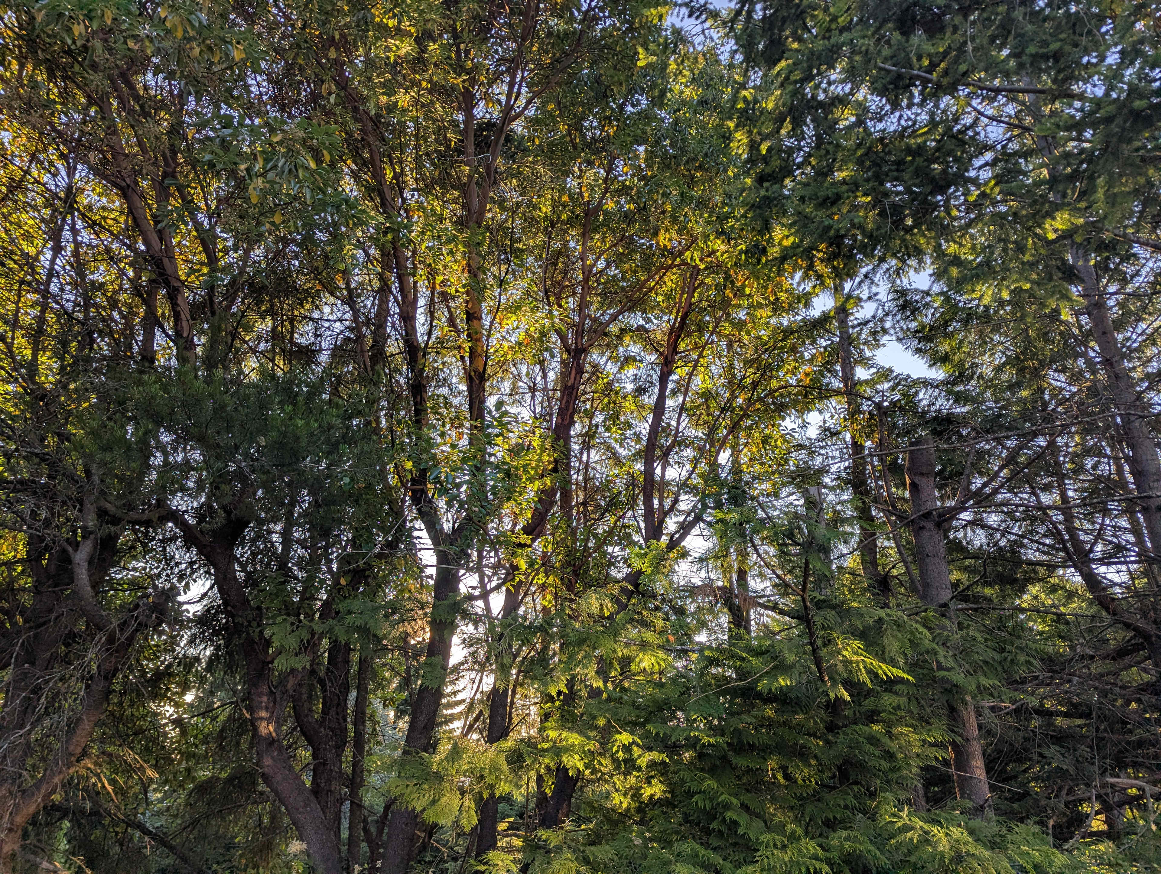 Sunrise through the trees
