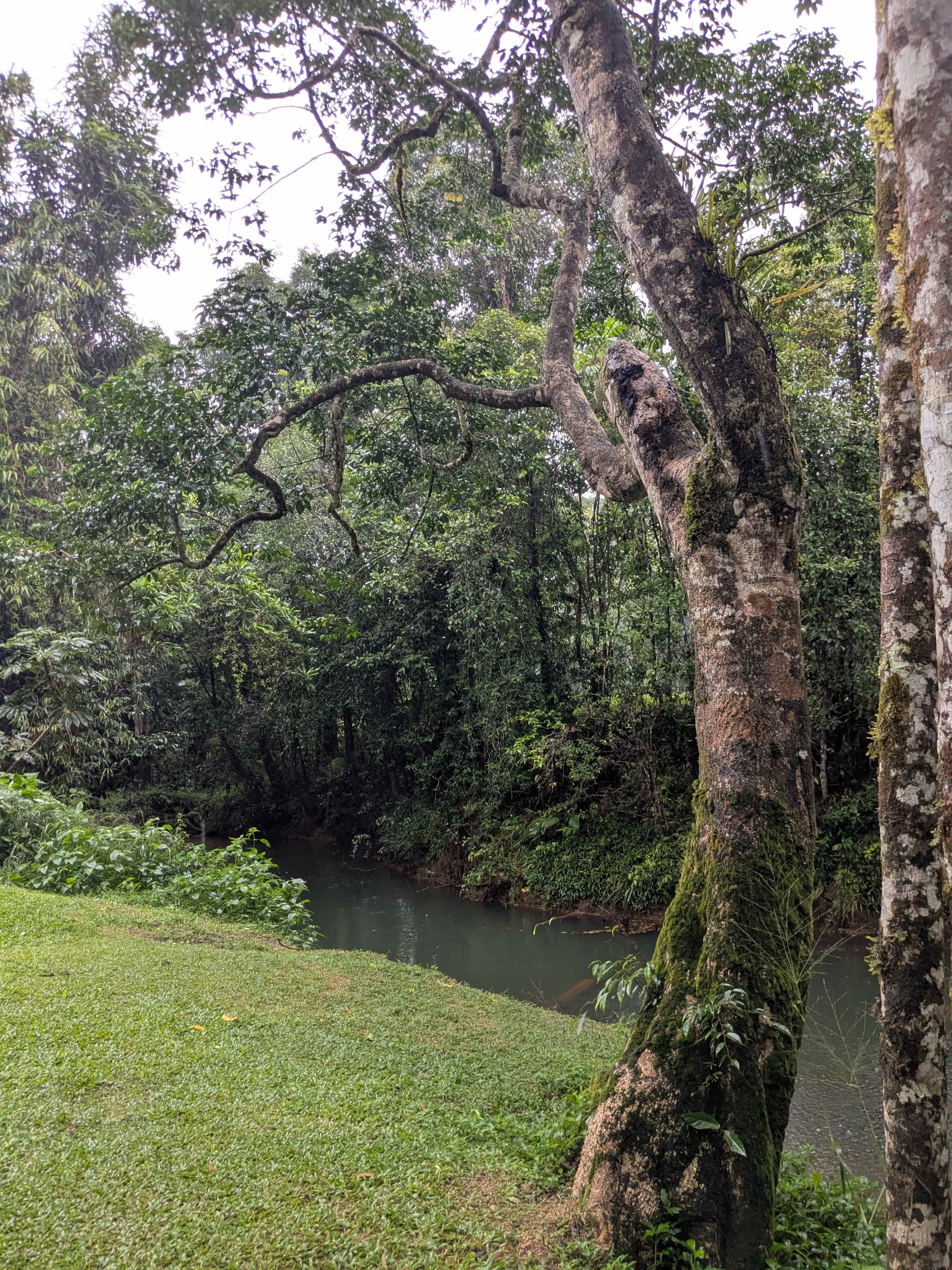 Tropical Woopen Creek Camping