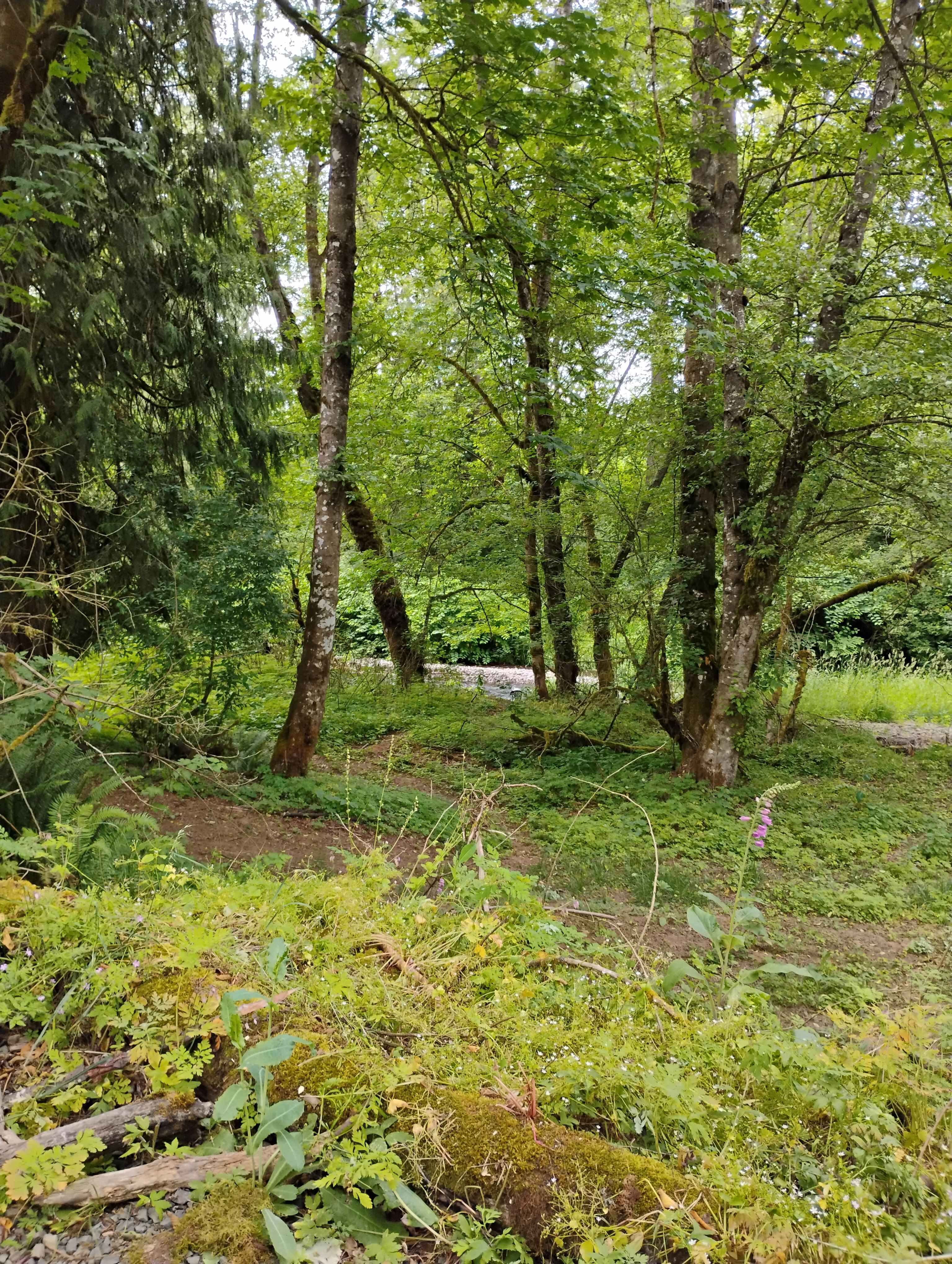 Isla Springs