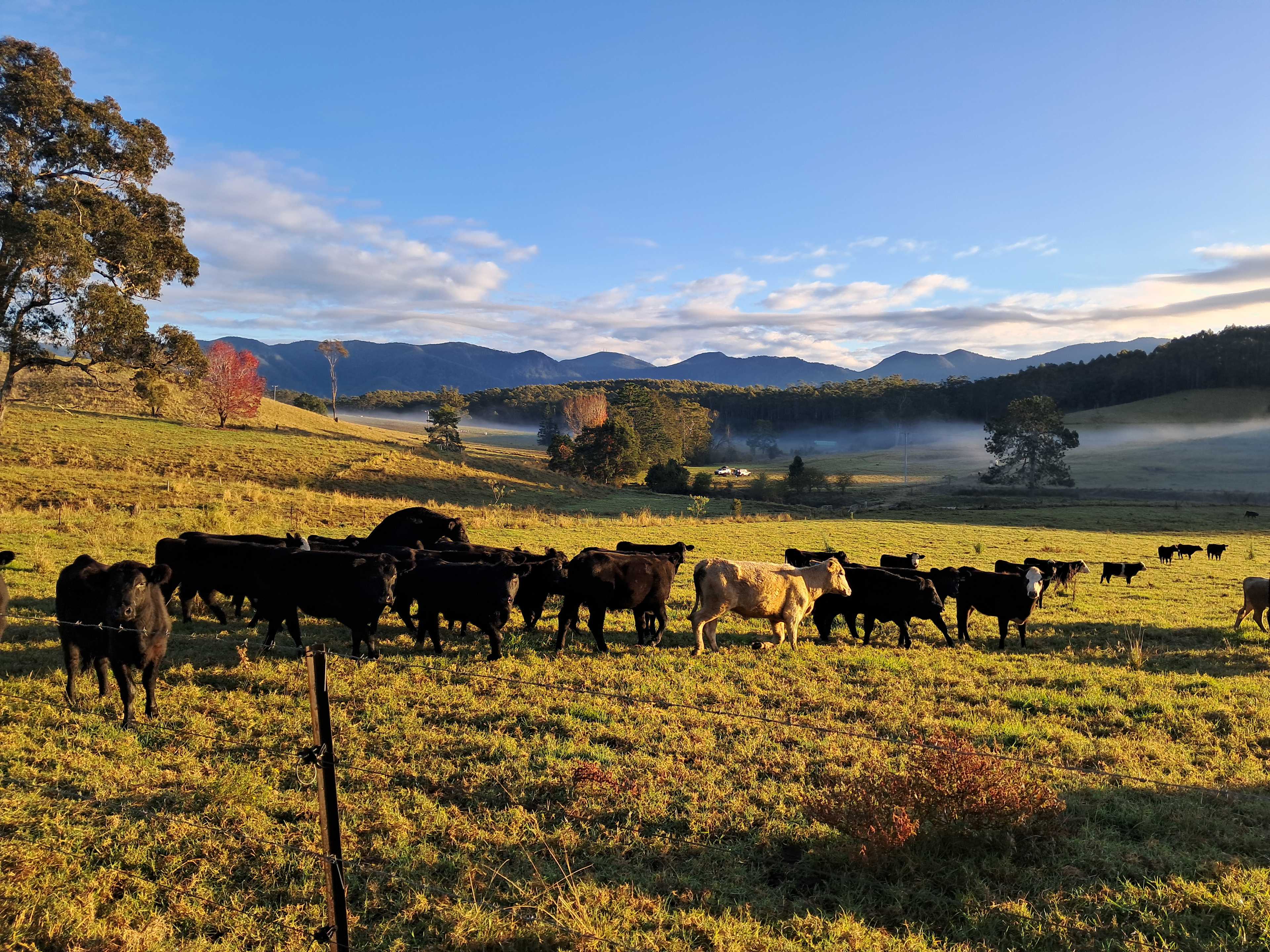 Levenvale Farm in Bellingen