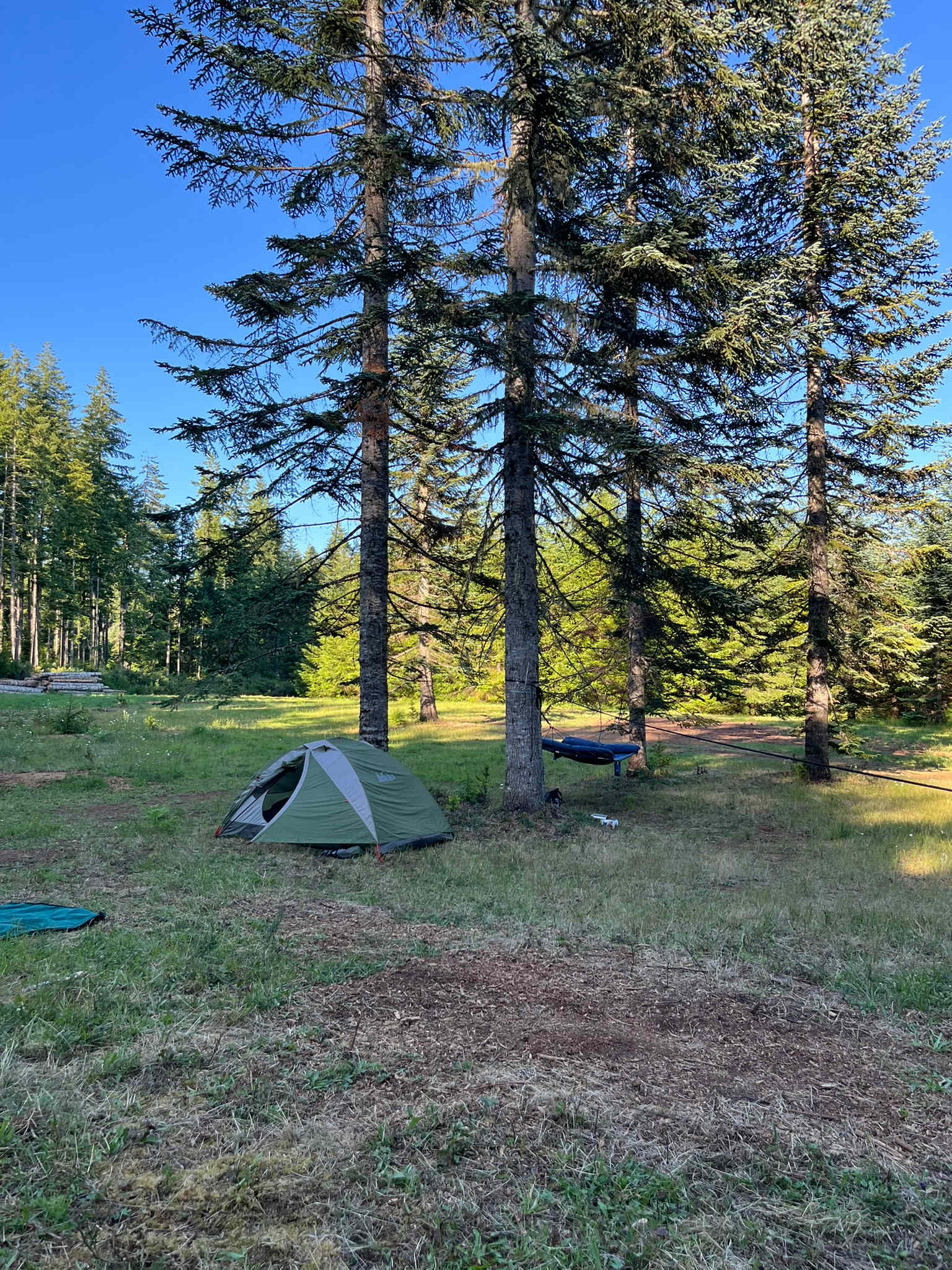 Ideal hammock spot in the big field