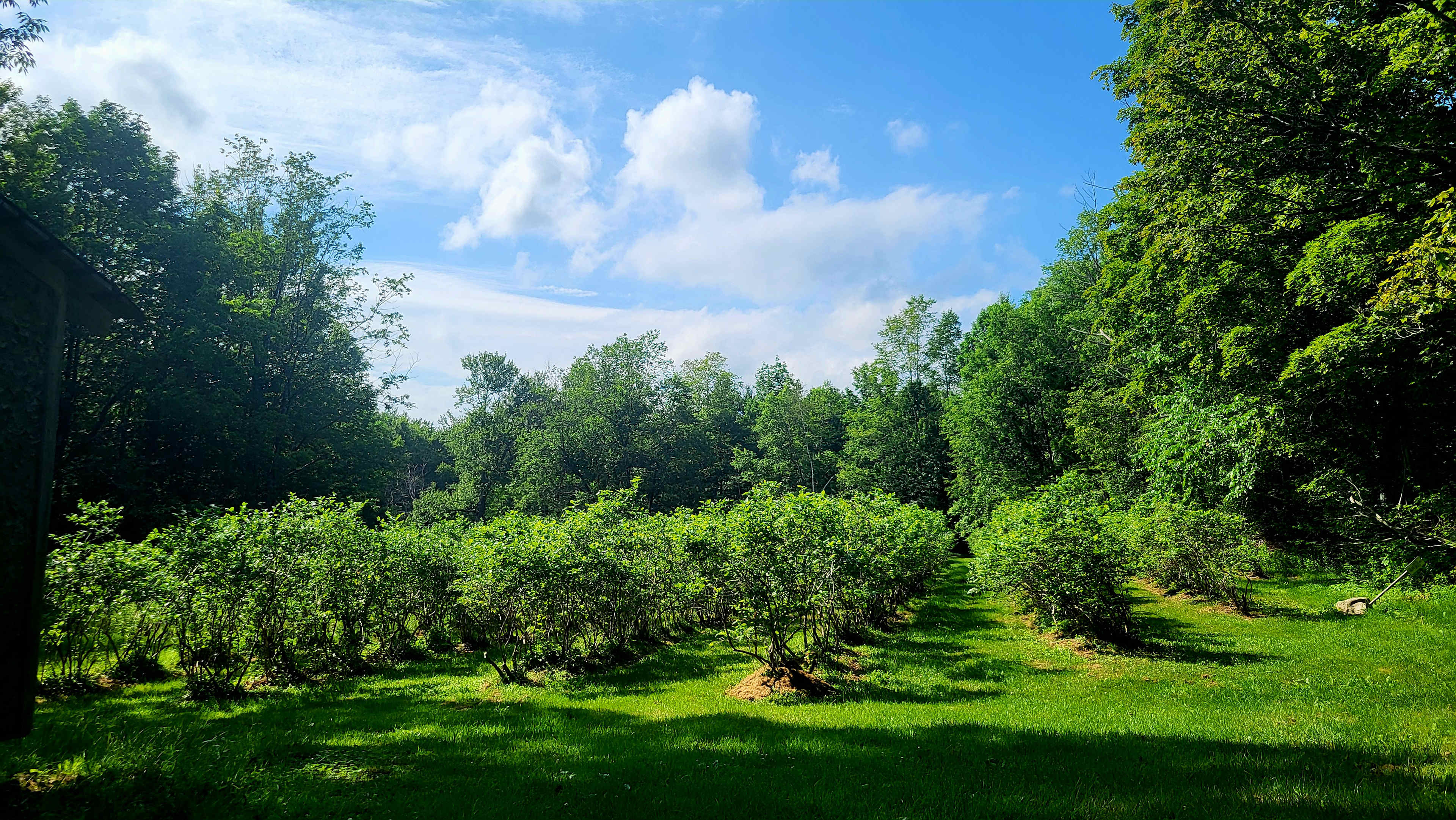 Blueberry Orchard By The Pond