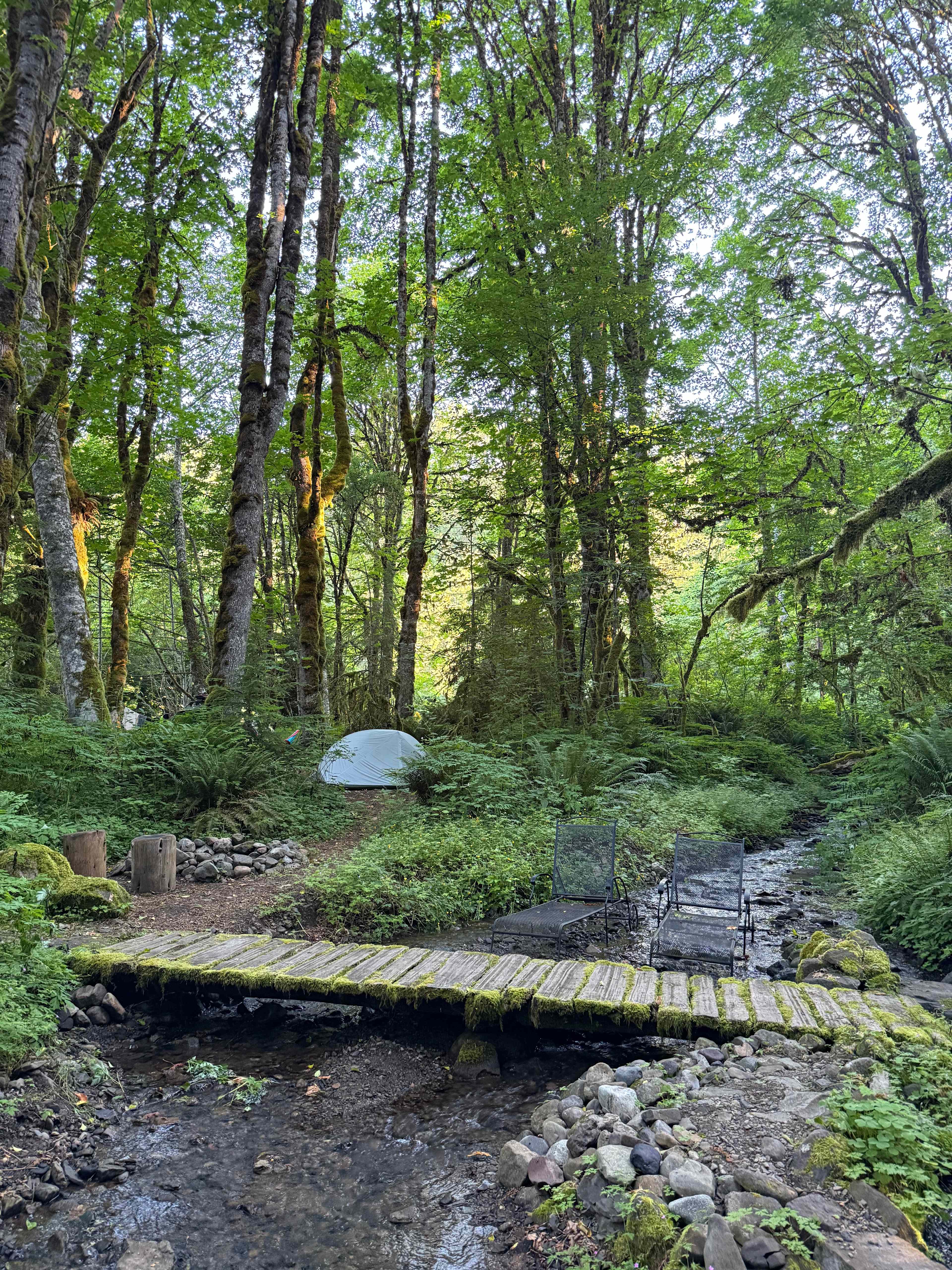 The Enchanted Forest