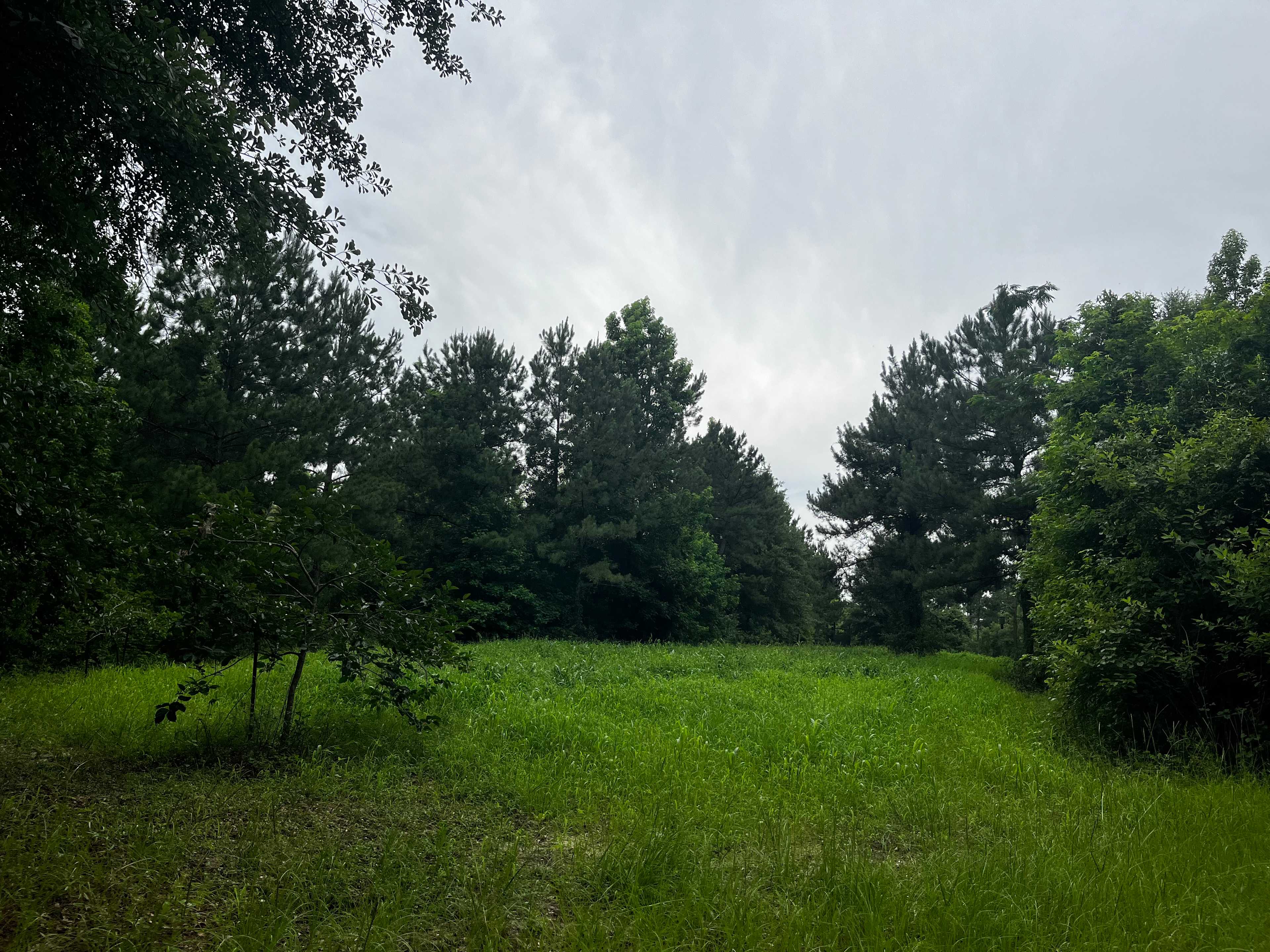 The fields for deer