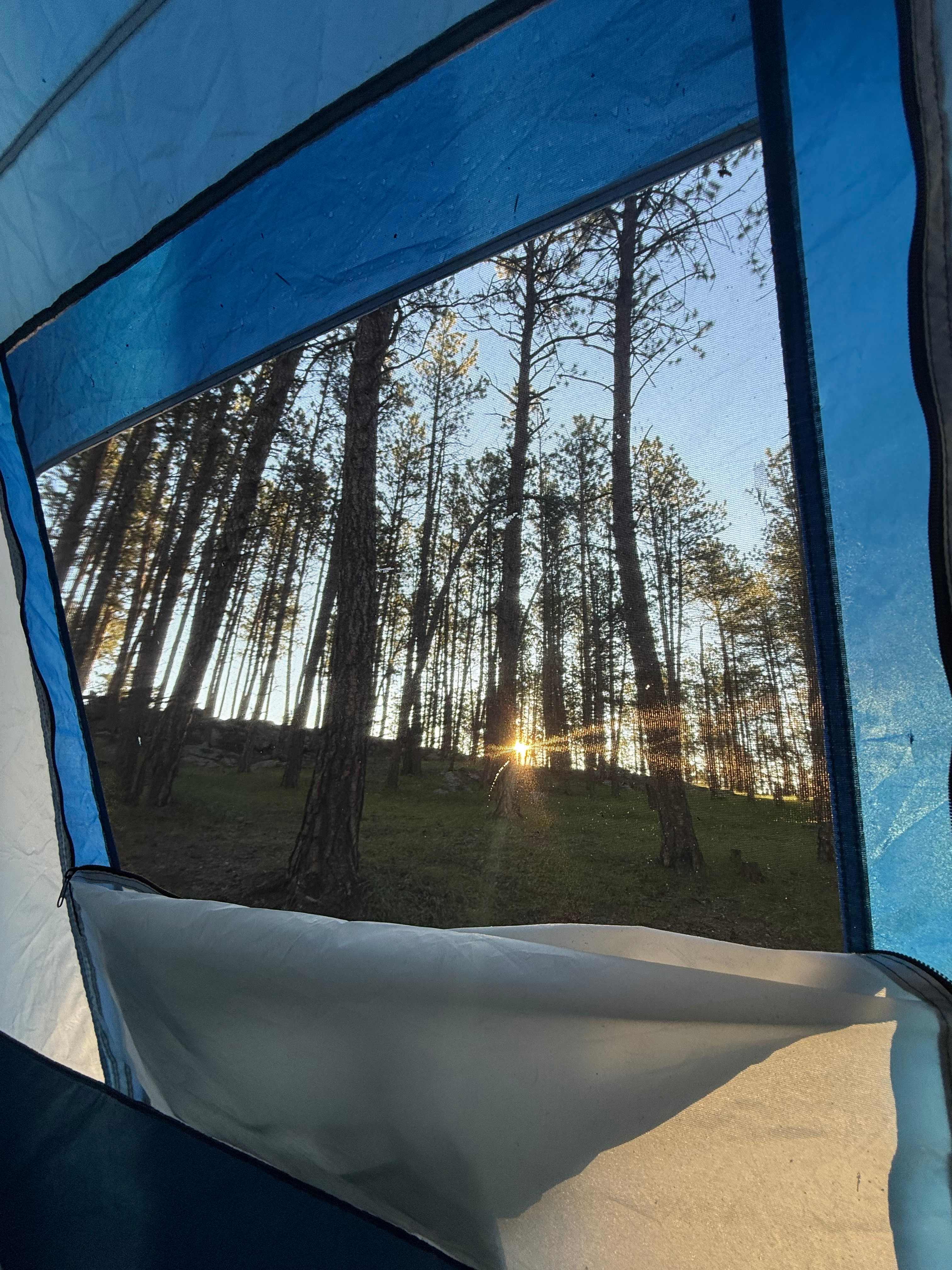 Tent camping near a pine forest