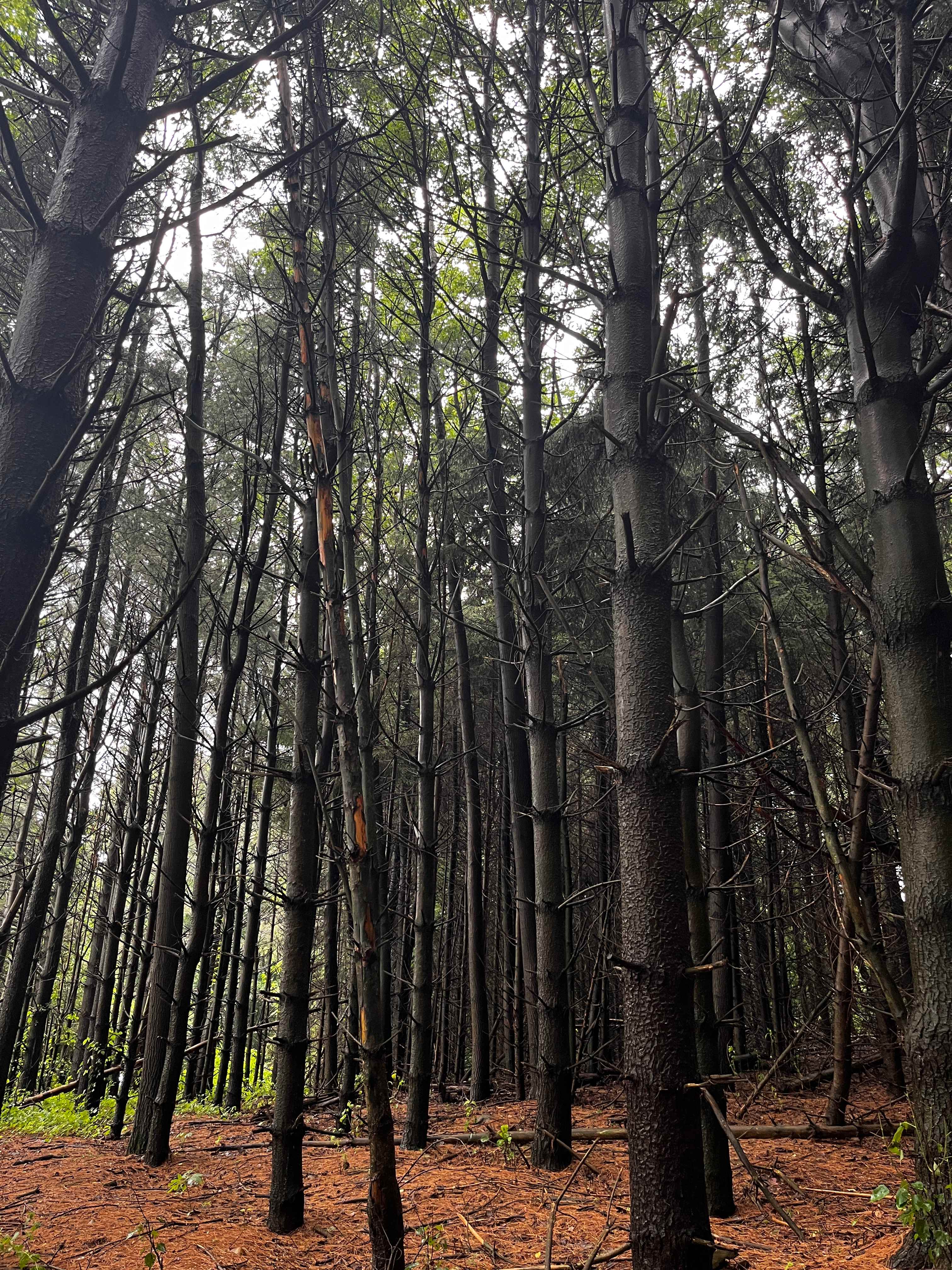 Pine forest!