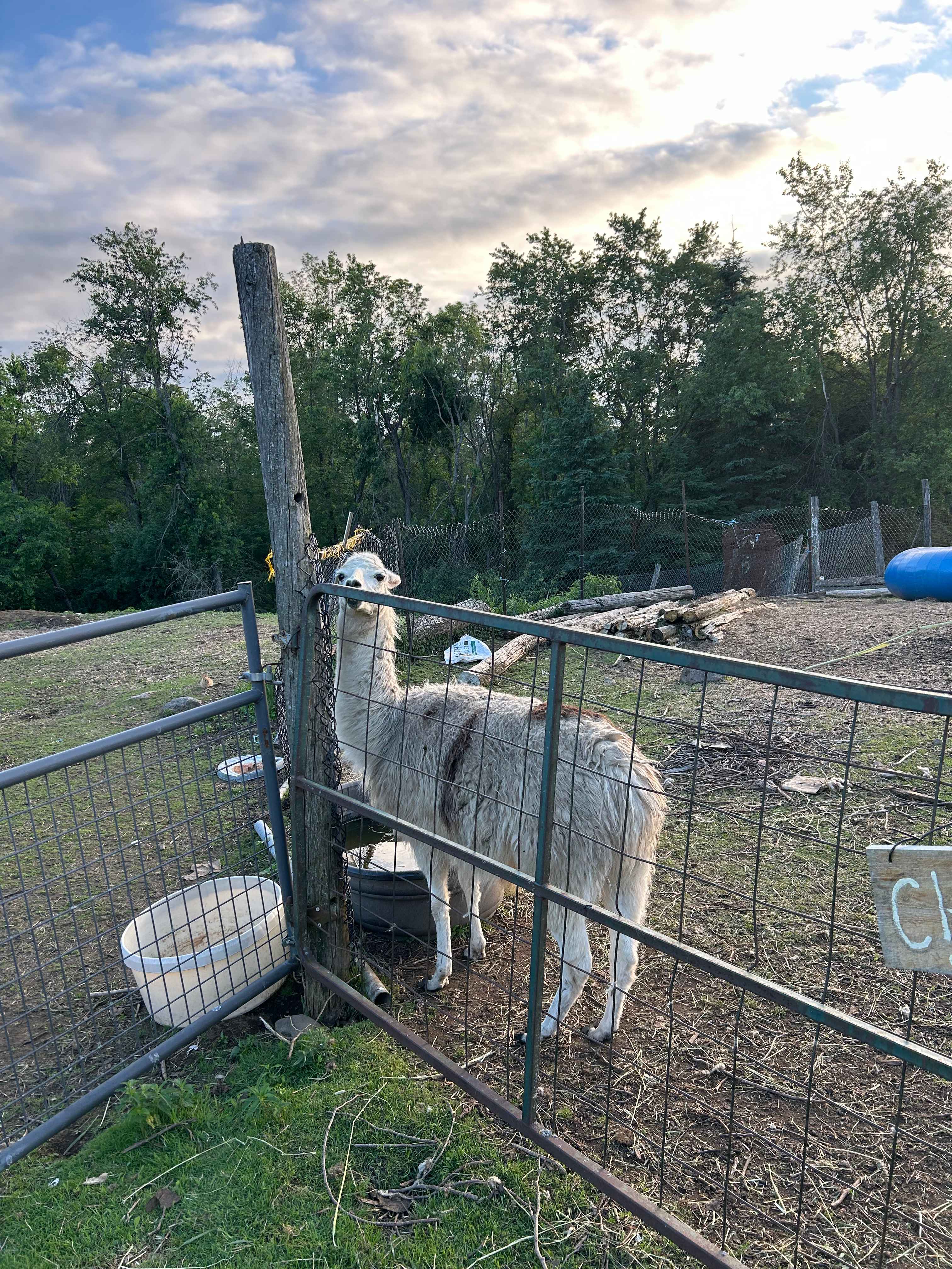 Dragonfly Ridge Rescue Farm