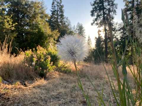 Sierra Circles Sculpture Garden