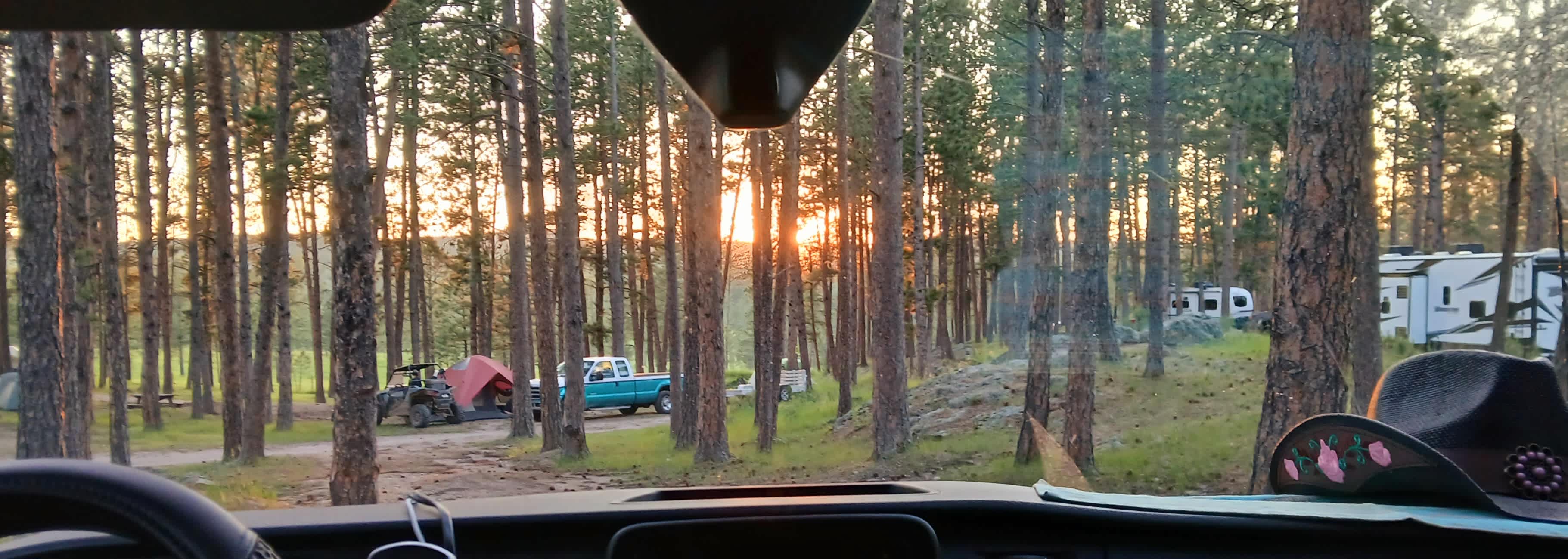 Tent camping near a pine forest