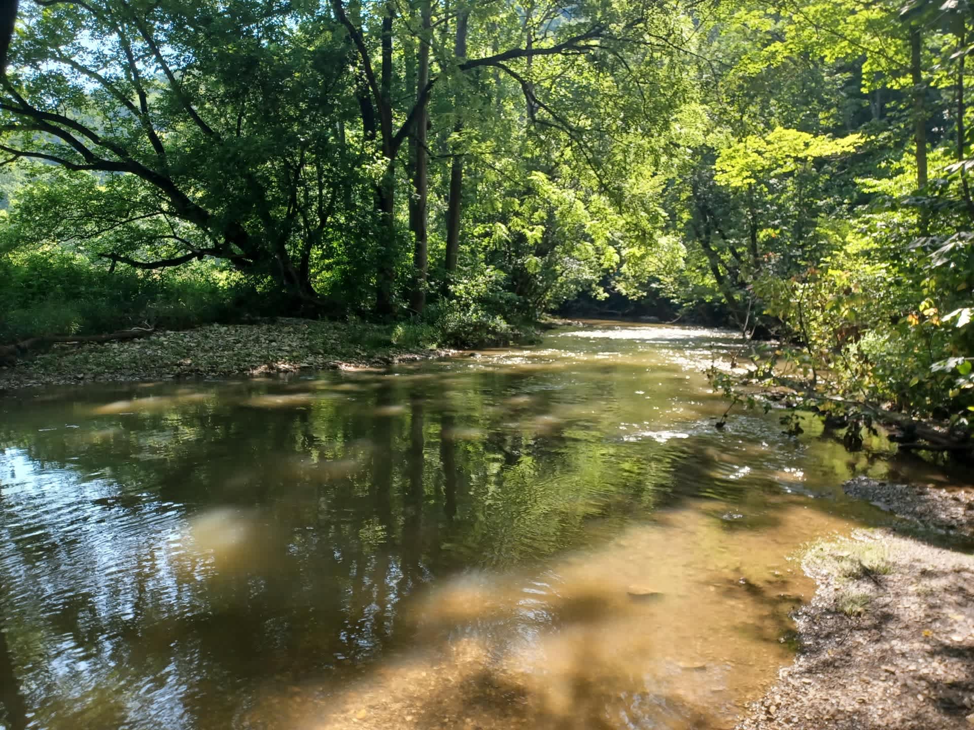 Sun dappled creek