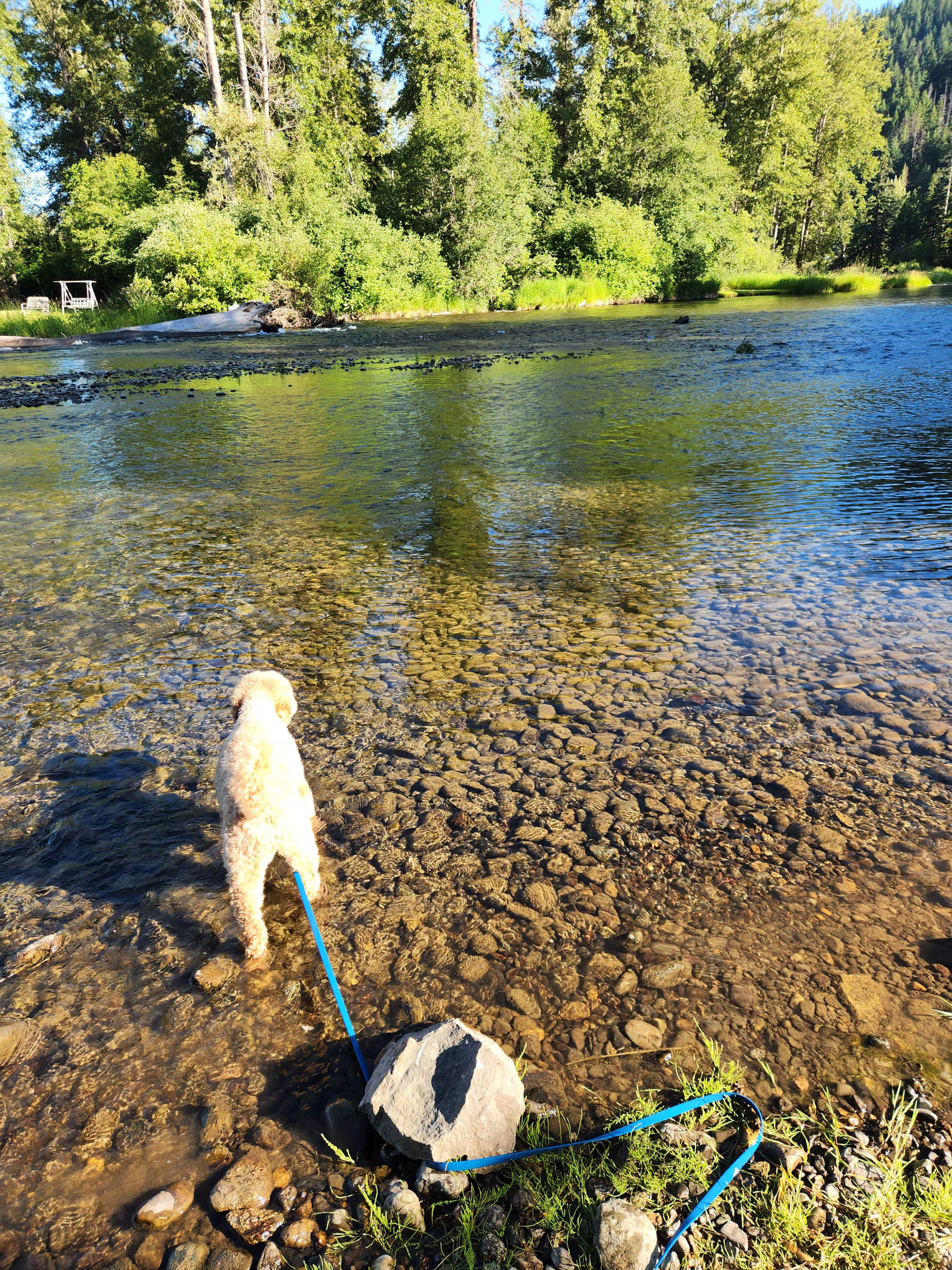 Heron's Rookery at Yakima River