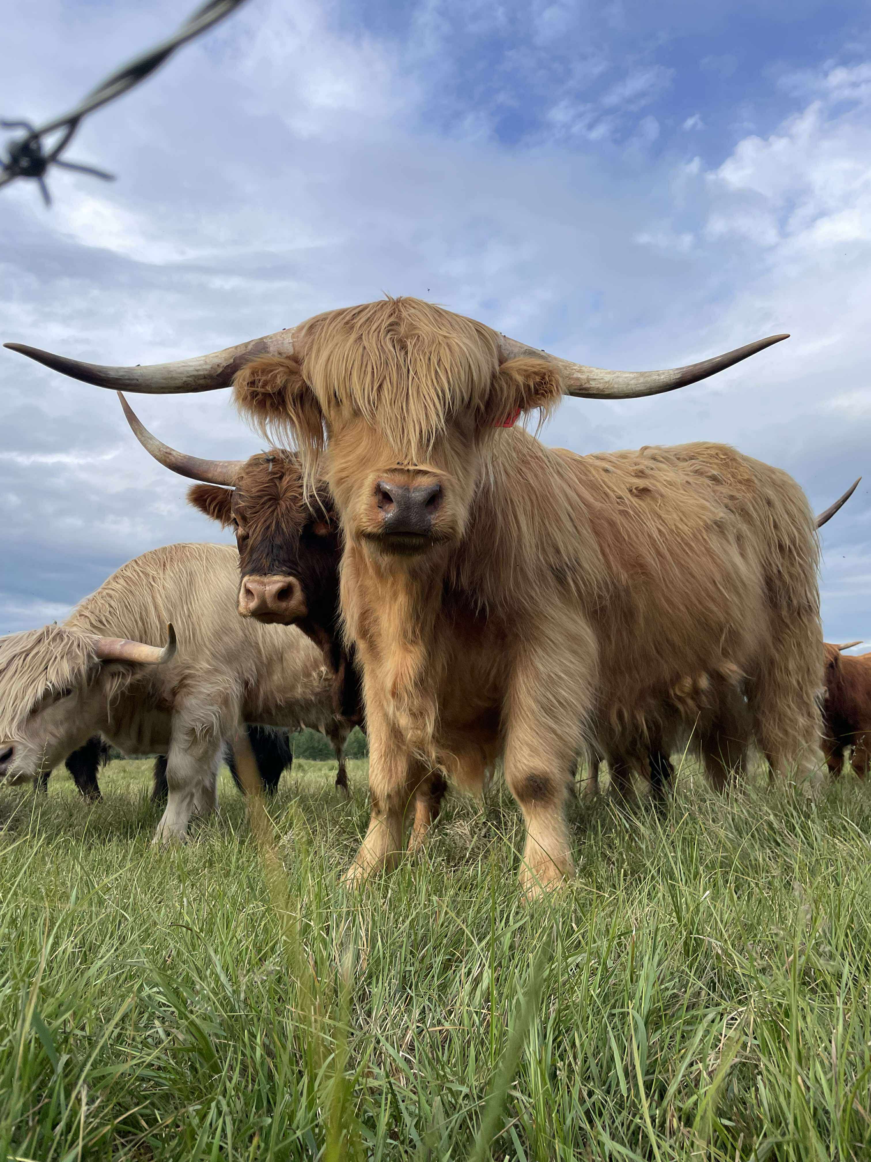 Riverside camp with Highland Cows