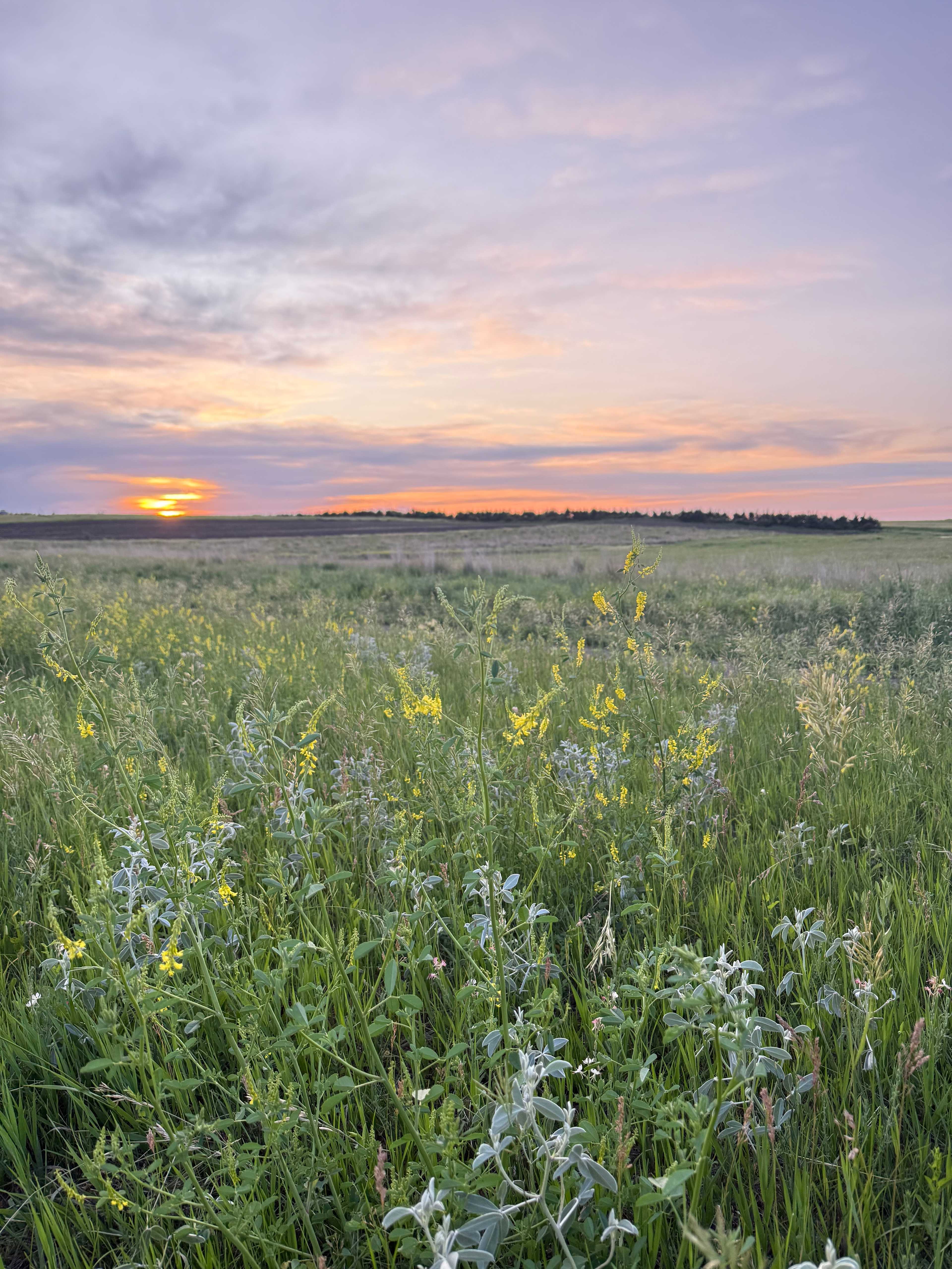Serenity Fields