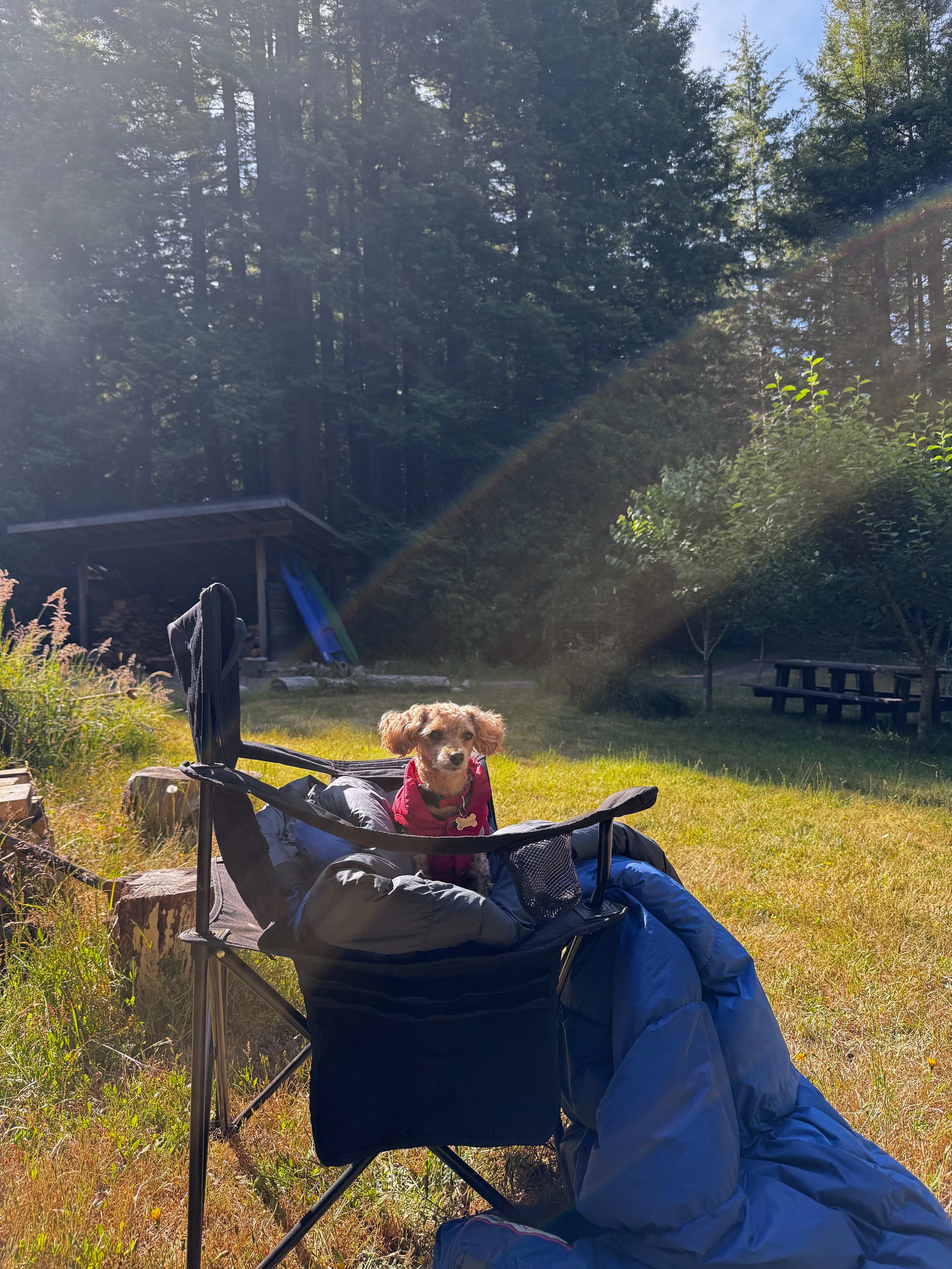 Our dog loved hanging out at the Baby Banana Slug Farm!