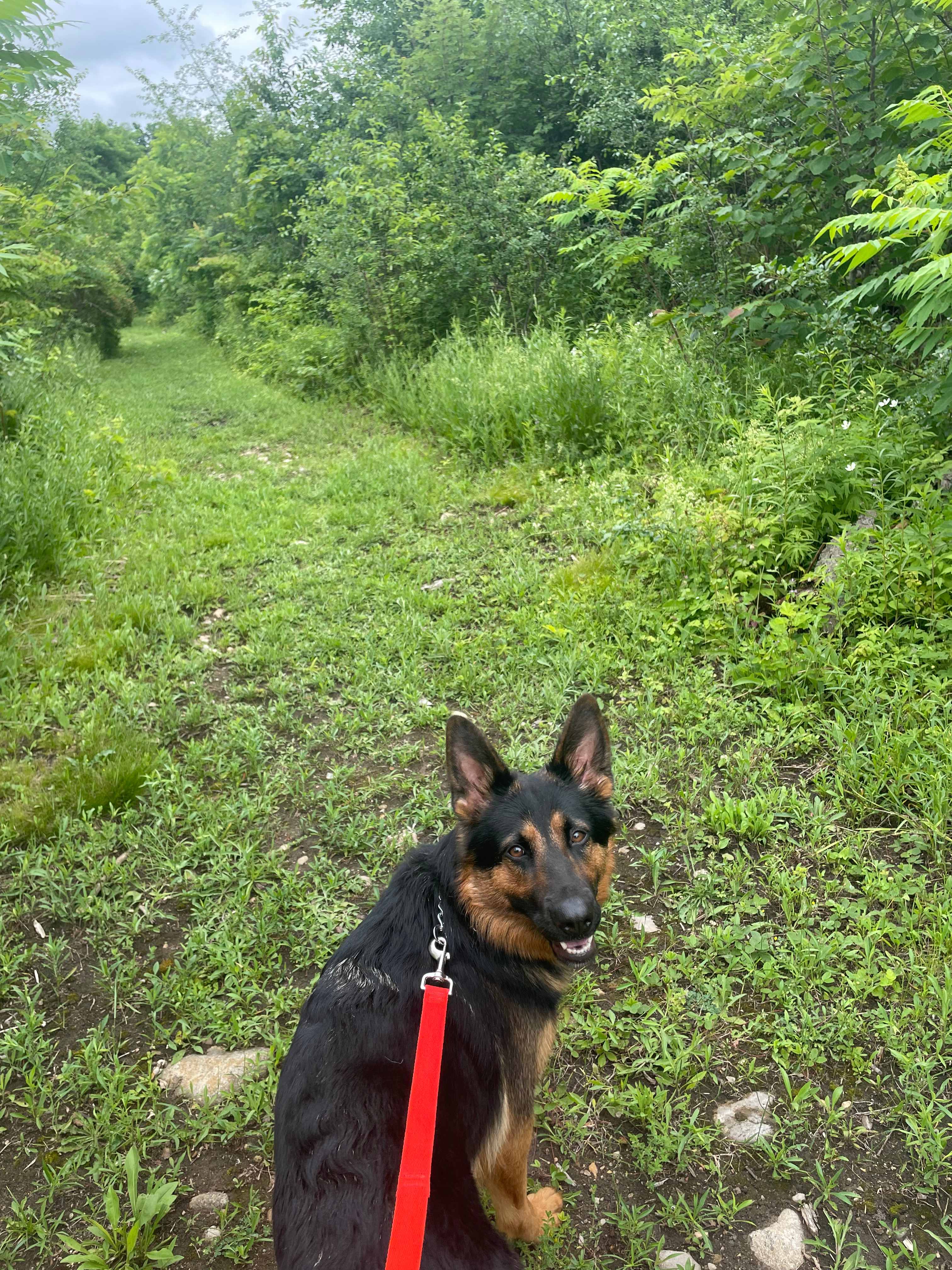 Nice walking trail on the property 
