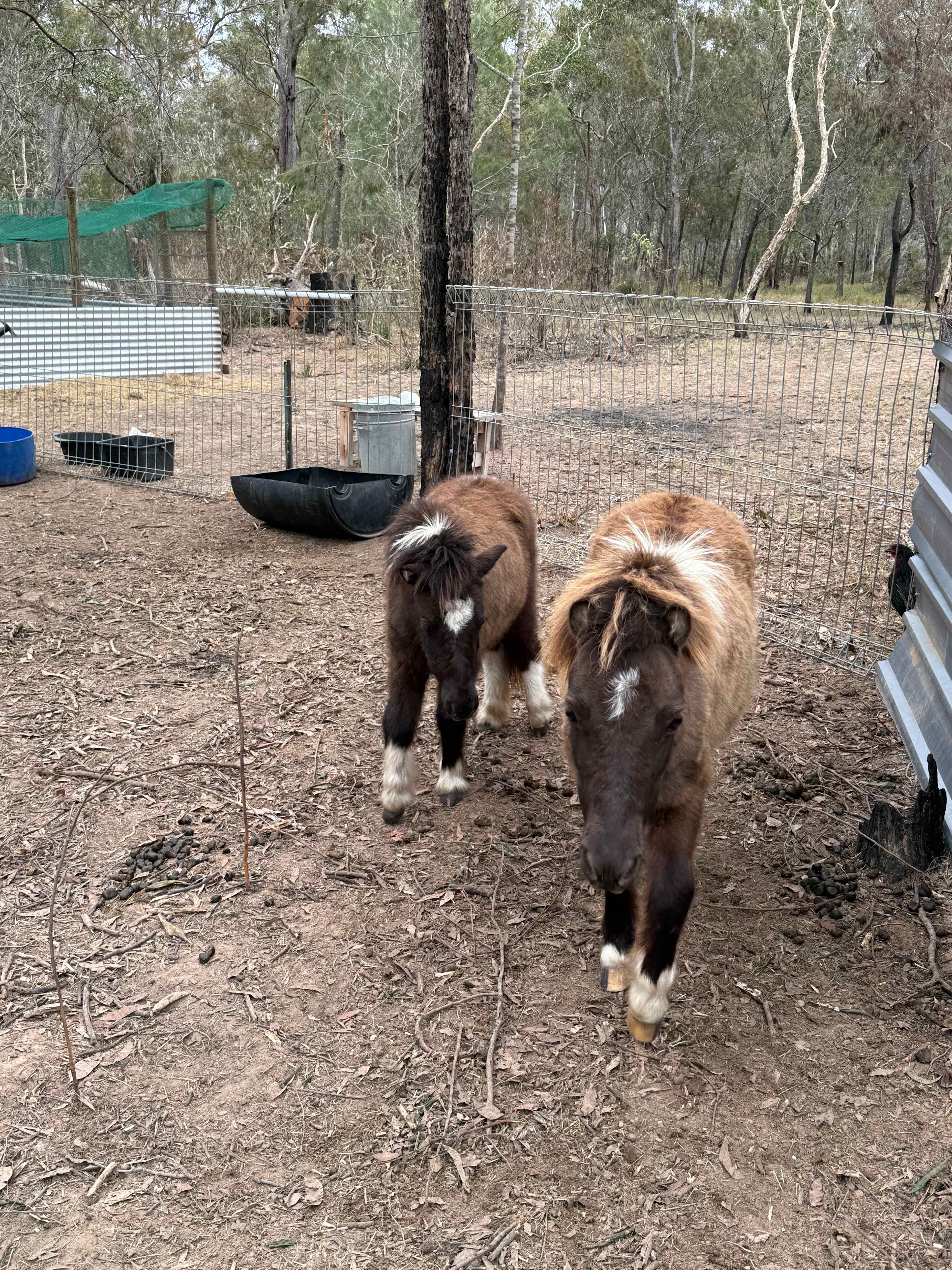 Woodlands Farmstay and Glamping